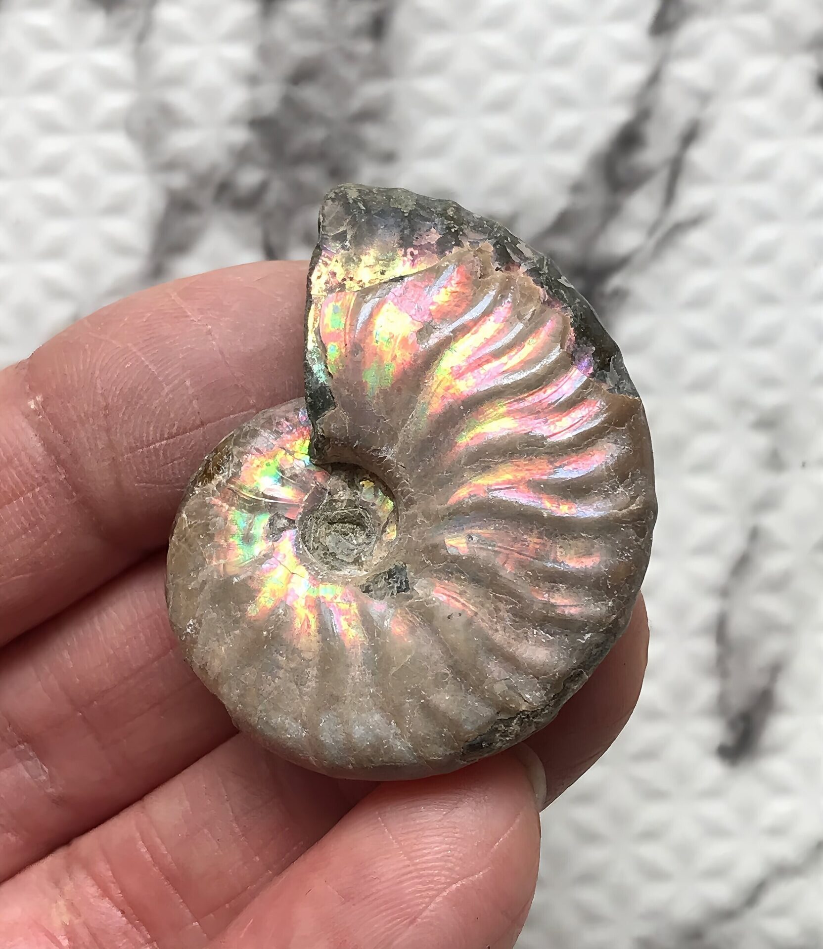 マダガスカル産 アンモナイト化石青(マダガスカリエンス)小サイズ - 画像 (11)