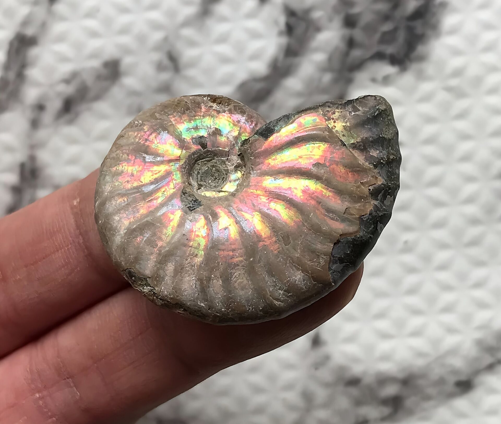 マダガスカル産 アンモナイト化石青(マダガスカリエンス)小サイズ - 画像 (2)