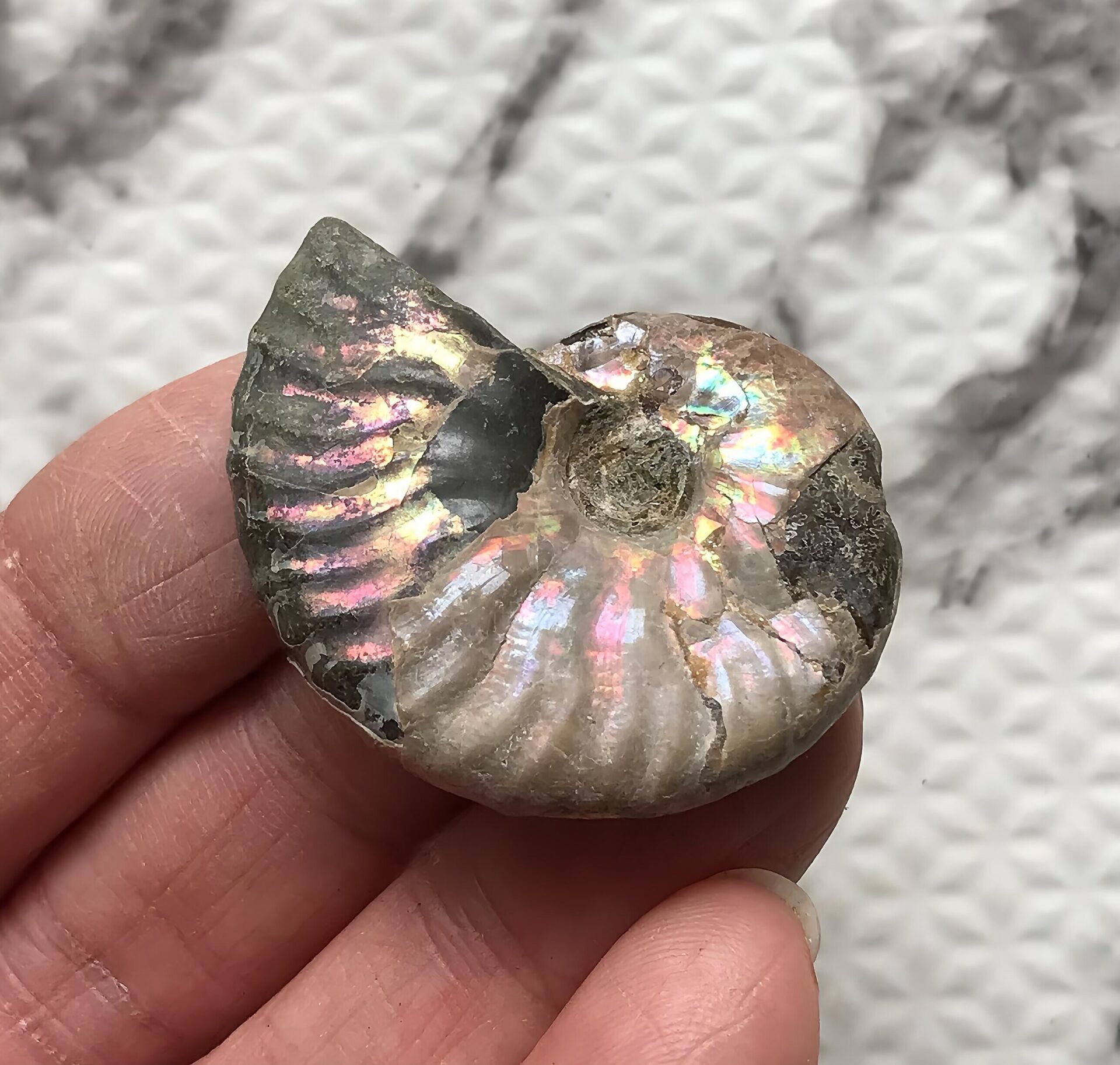 マダガスカル産 アンモナイト化石青(マダガスカリエンス)小サイズ - 画像 (12)