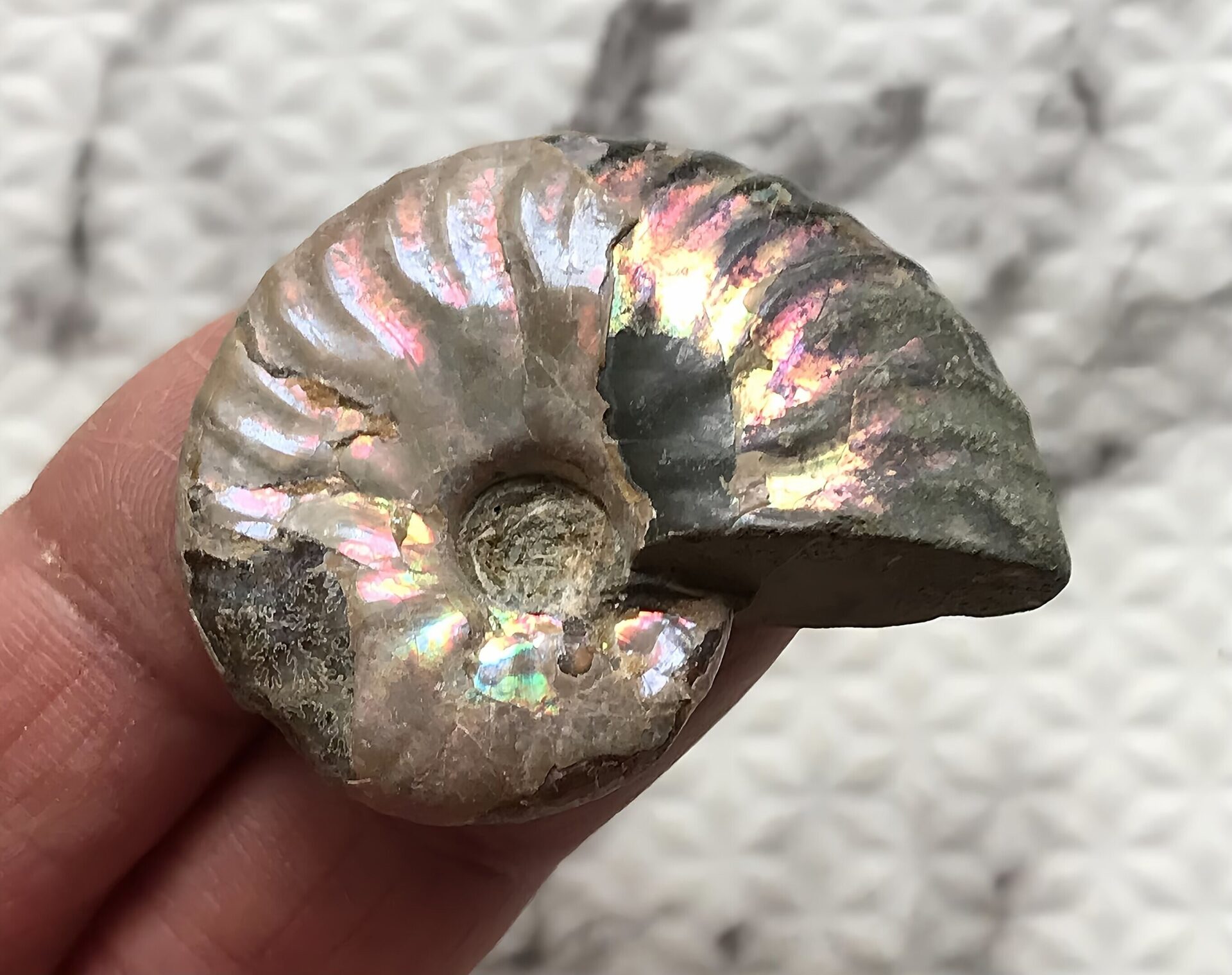 マダガスカル産 アンモナイト化石青(マダガスカリエンス)小サイズ - 画像 (13)