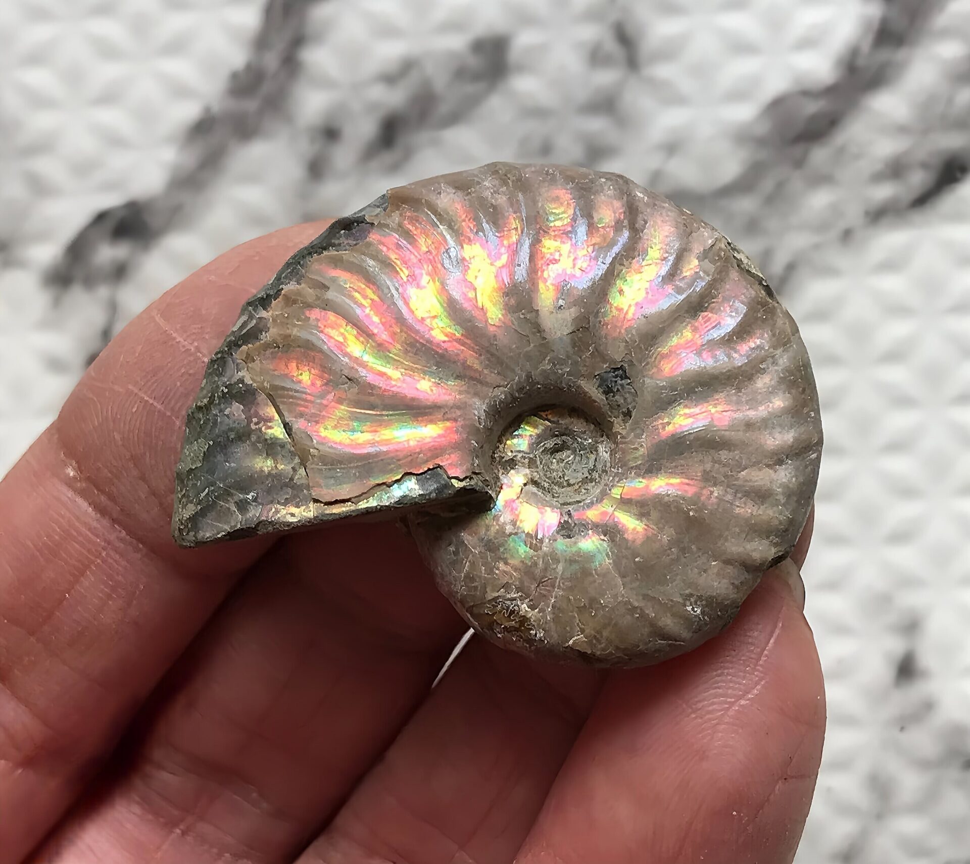 マダガスカル産 アンモナイト化石青(マダガスカリエンス)小サイズ