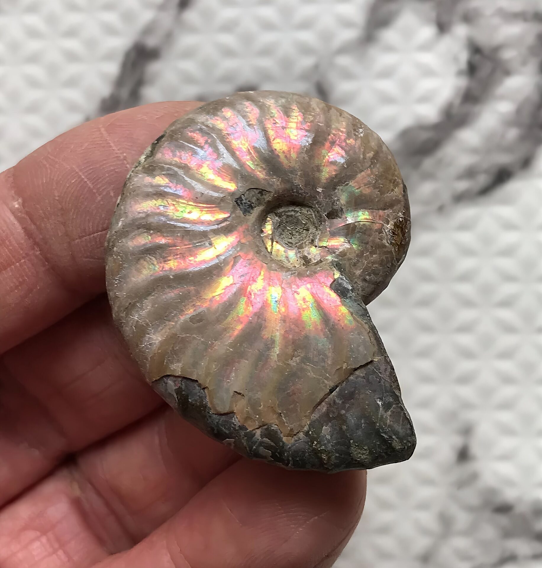 マダガスカル産 アンモナイト化石青(マダガスカリエンス)小サイズ - 画像 (4)