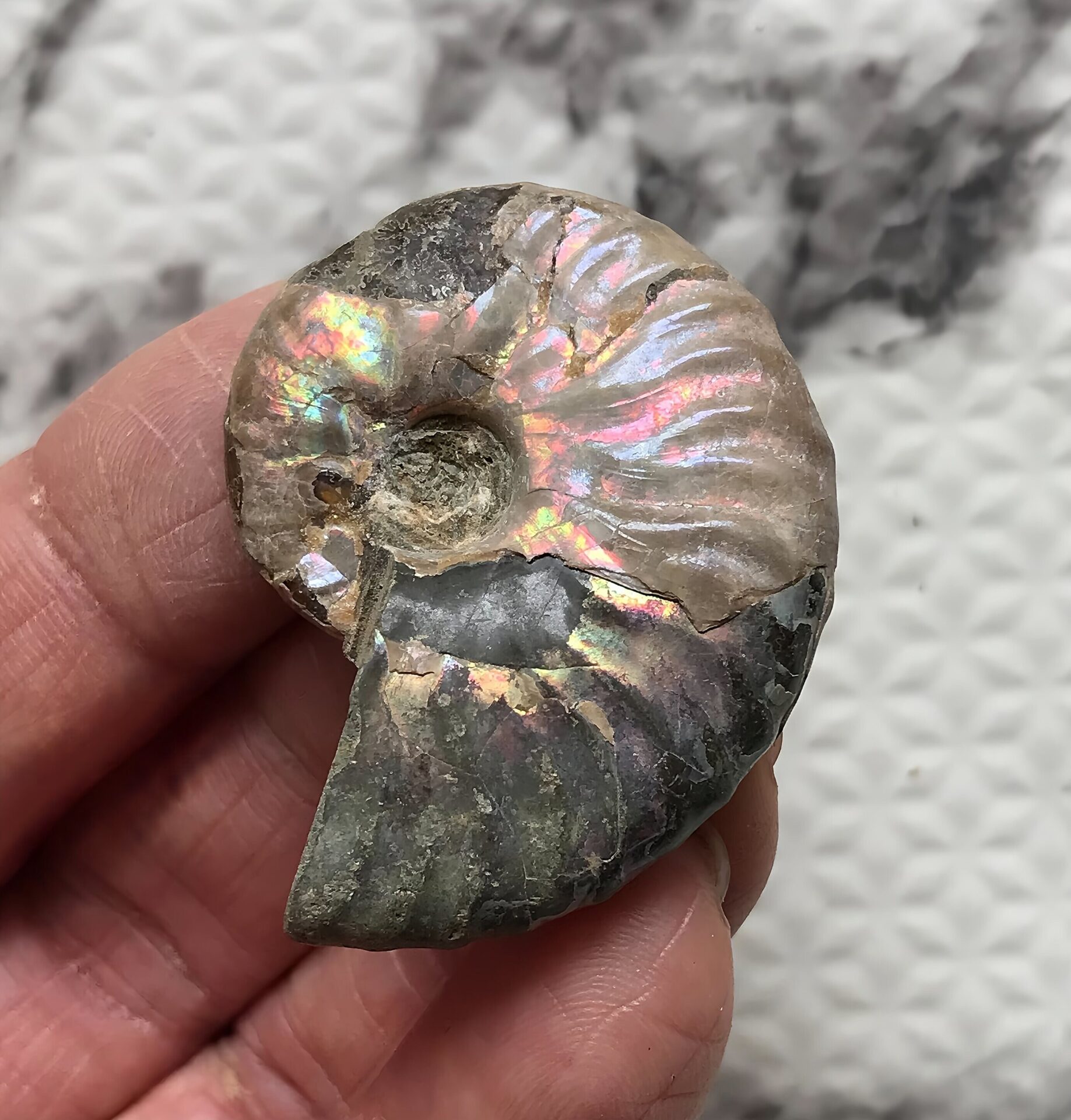 マダガスカル産 アンモナイト化石青(マダガスカリエンス)小サイズ - 画像 (5)