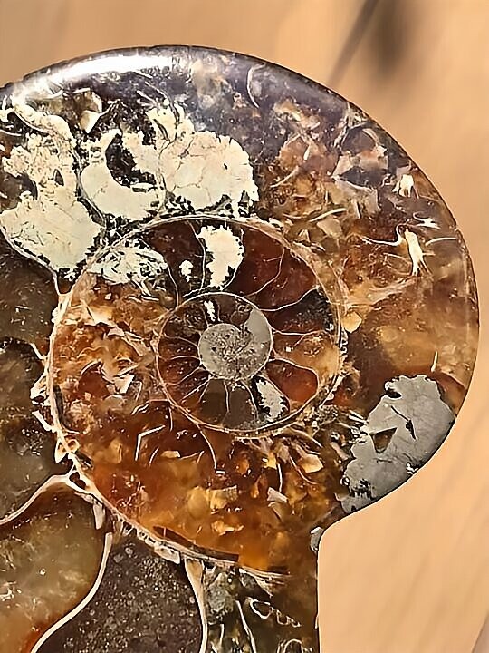 マダガスカル産 アンモナイト化石青(クリオニセラス)スライス 裁断個体 黄鉄鉱 パイライ