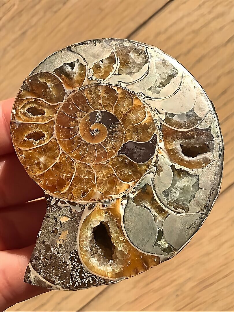 マダガスカル産 アンモナイト化石青(デスモセラス)裁断 スライス 黄鉄鉱(パイライト)含有