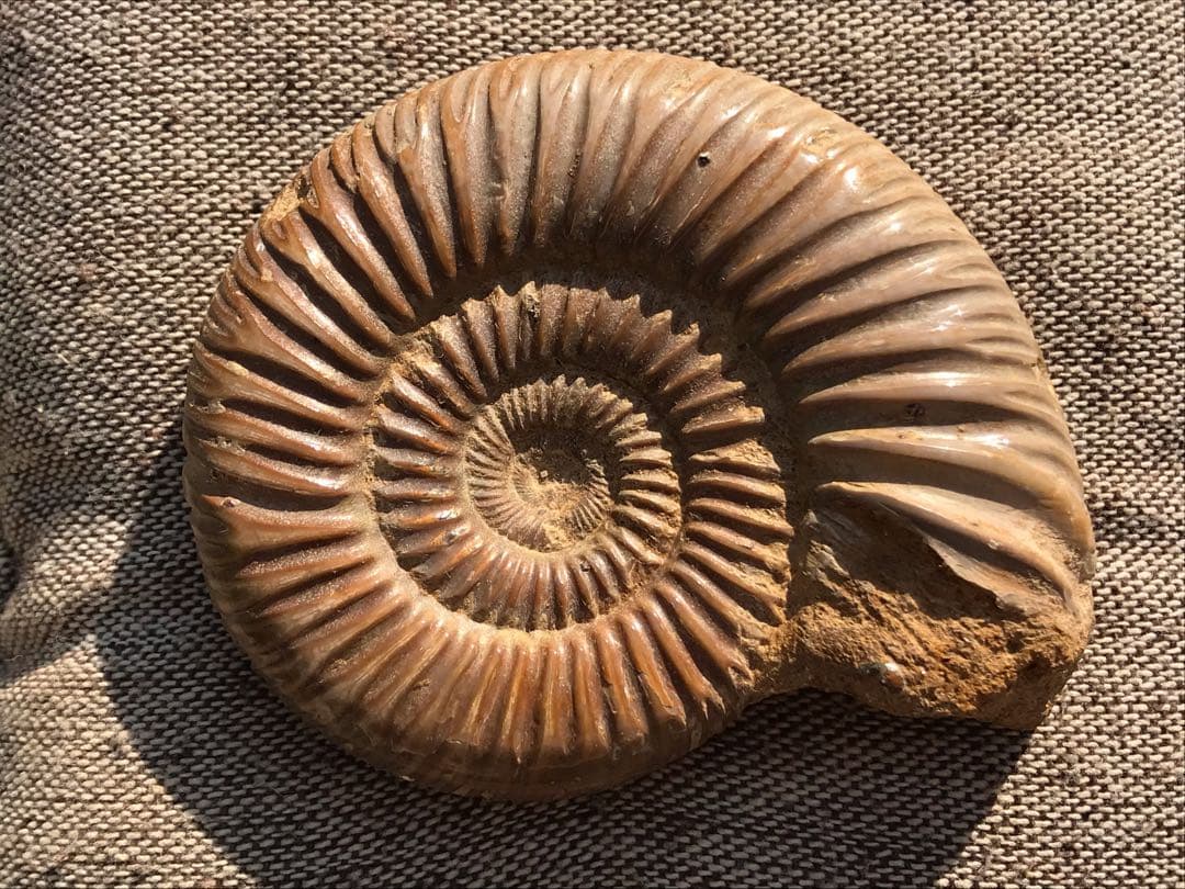 【専用】マダガスカル産　褐色アンモナイト化石（ペリスフィンクテス）研磨個体