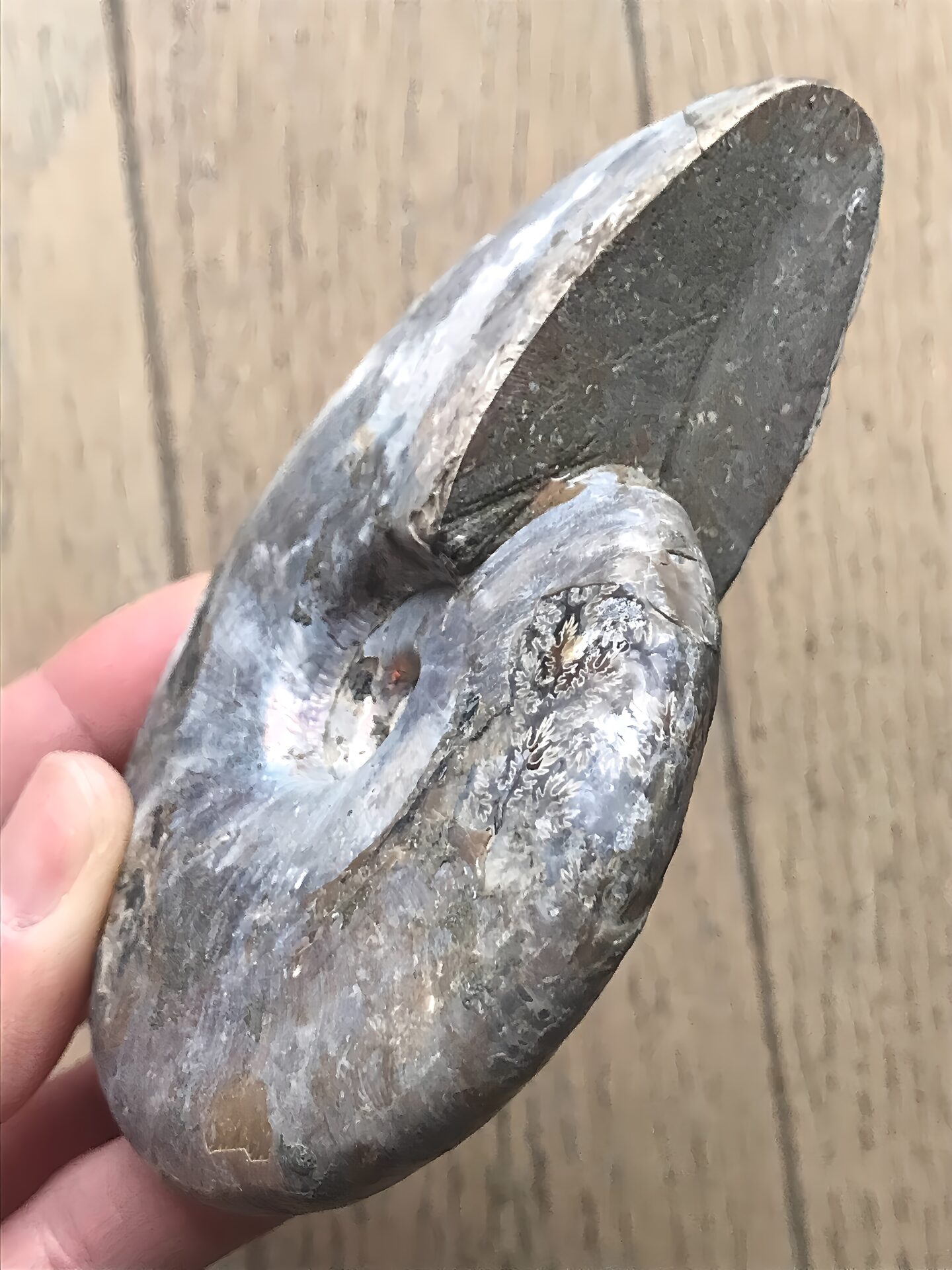 マダガスカル産アンモナイト化石青(クレオニセラス)遊色 黄鉄鉱(パイライト)含有個体 - 画像 (12)