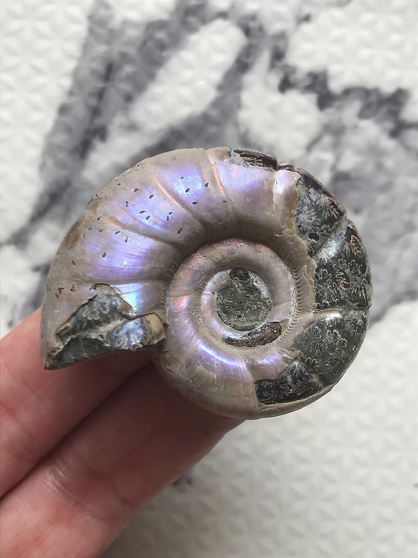 マダガスカル産 遊色虹色アンモナイト-紫(エオゴードリセラス)