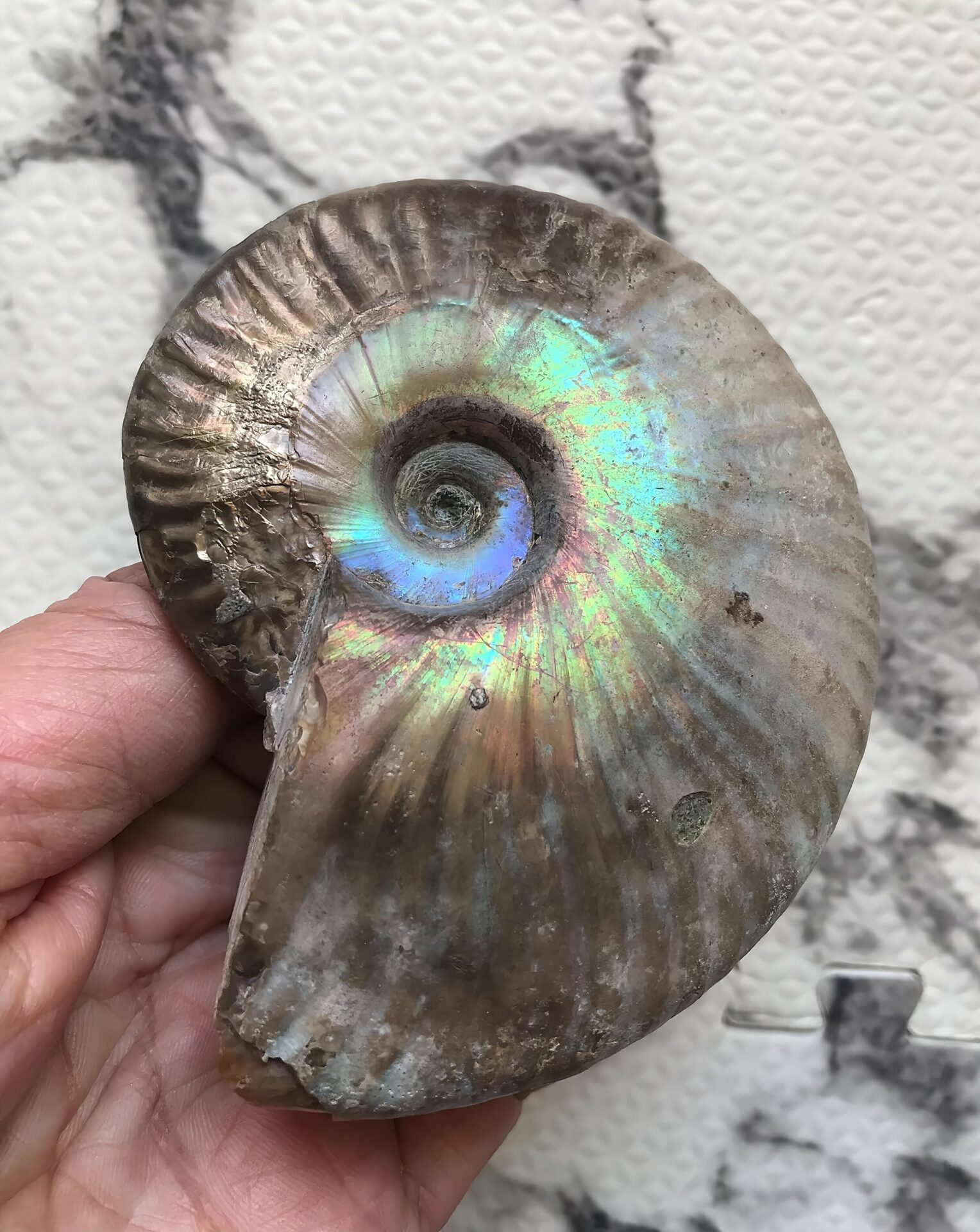 マダガスカル産 アンモナイト化石青(クレオニセラス)遊色黄鉄鉱個体 パイライト