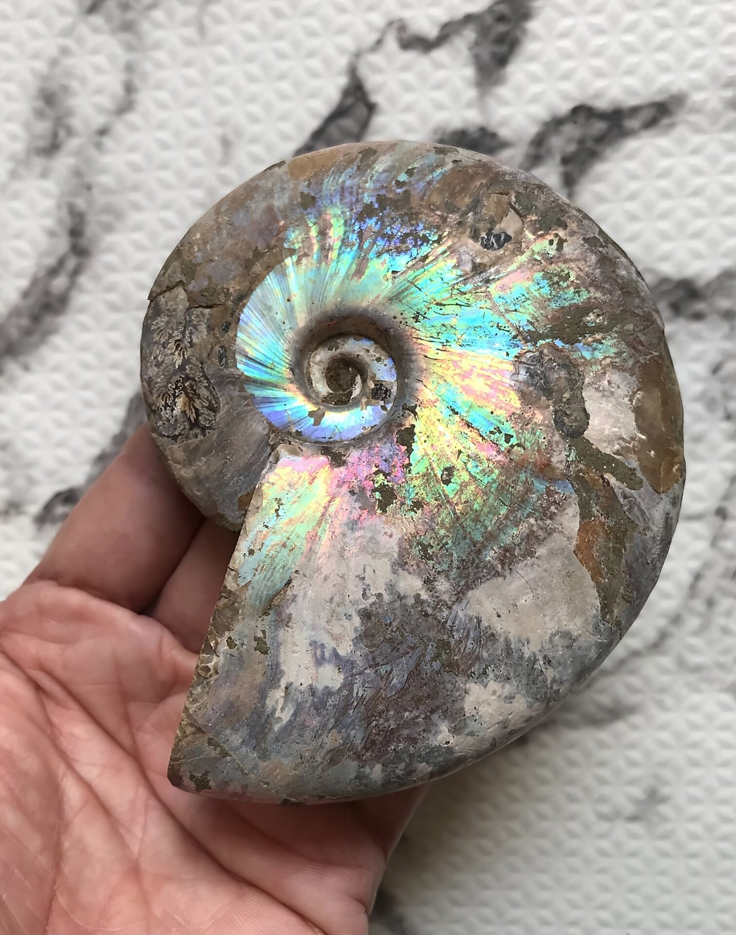 マダガスカル産アンモナイト化石青(クレオニセラス)遊色 黄鉄鉱(パイライト)含有個体 - 画像 (6)