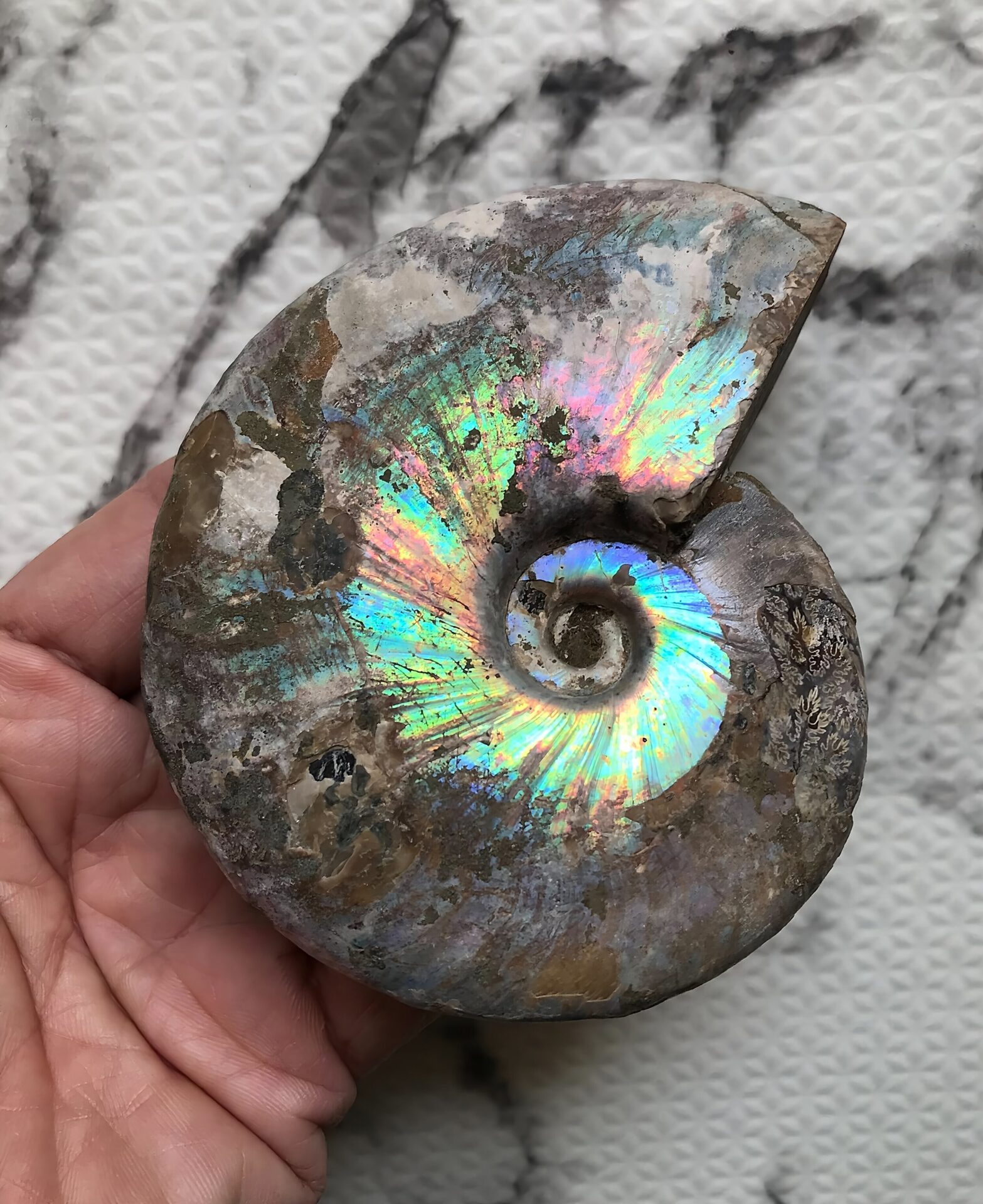 マダガスカル産アンモナイト化石青(クレオニセラス)遊色 黄鉄鉱(パイライト)含有個体 - 画像 (3)