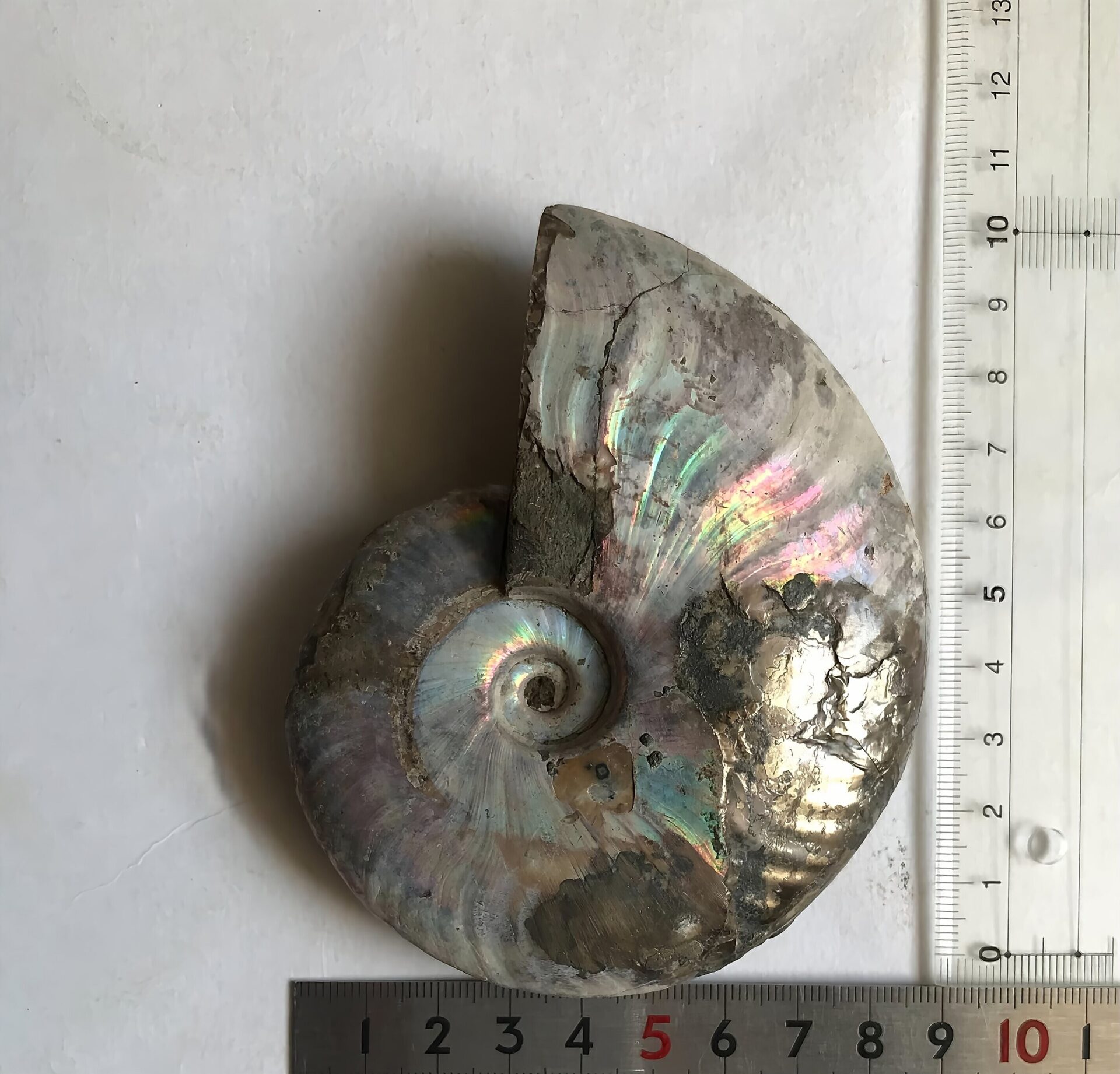 マダガスカル産アンモナイト化石青(クレオニセラス)遊色 黄鉄鉱(パイライト)含有個体 - 画像 (4)