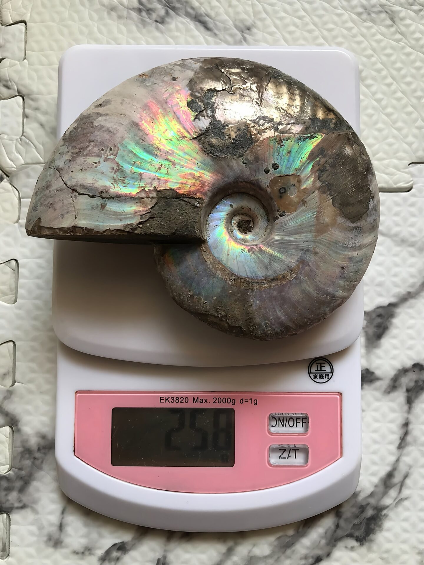 マダガスカル産アンモナイト化石青(クレオニセラス)遊色 黄鉄鉱(パイライト)含有個体 - 画像 (5)