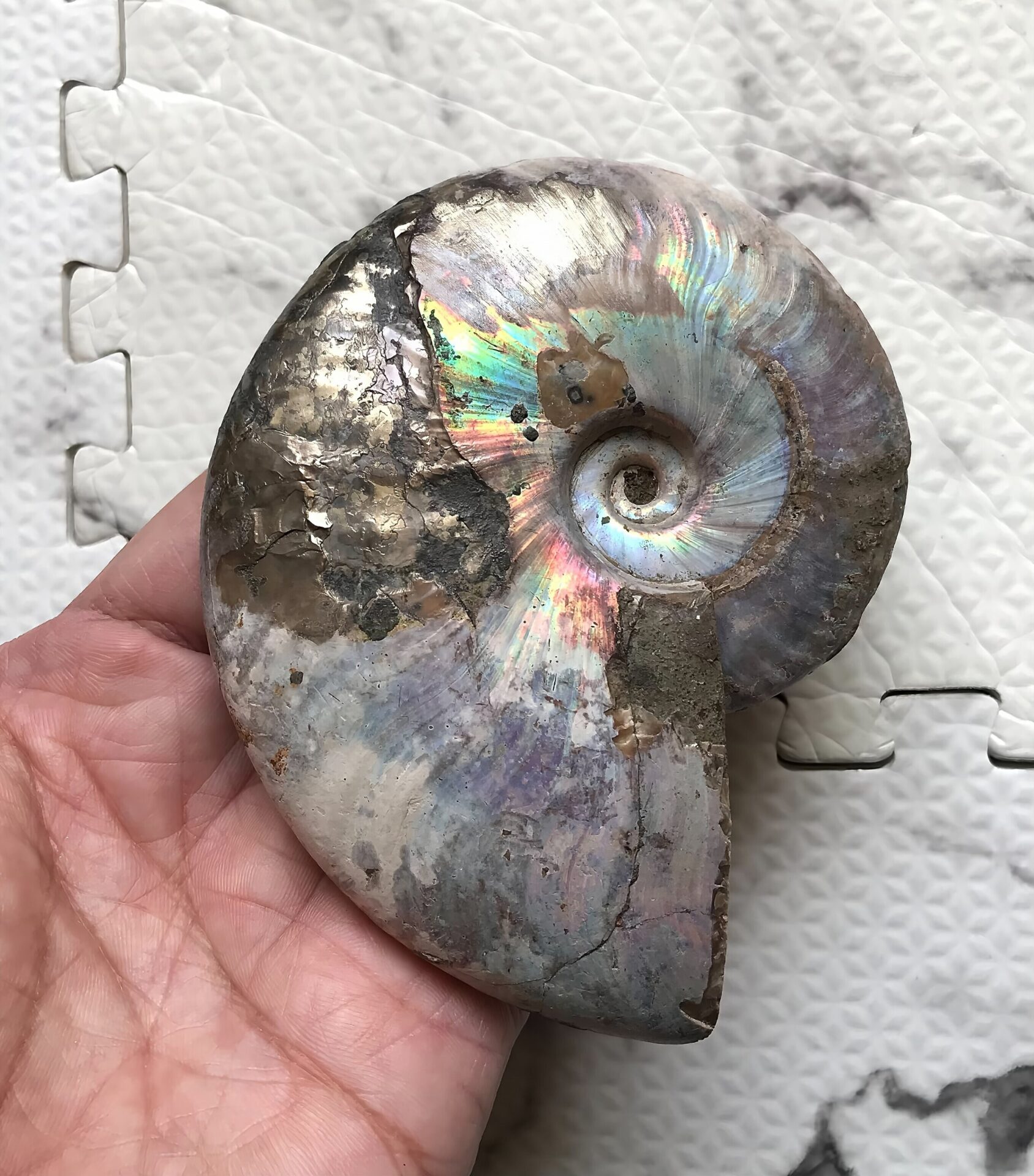 マダガスカル産アンモナイト化石青(クレオニセラス)遊色 黄鉄鉱(パイライト)含有個体 - 画像 (10)