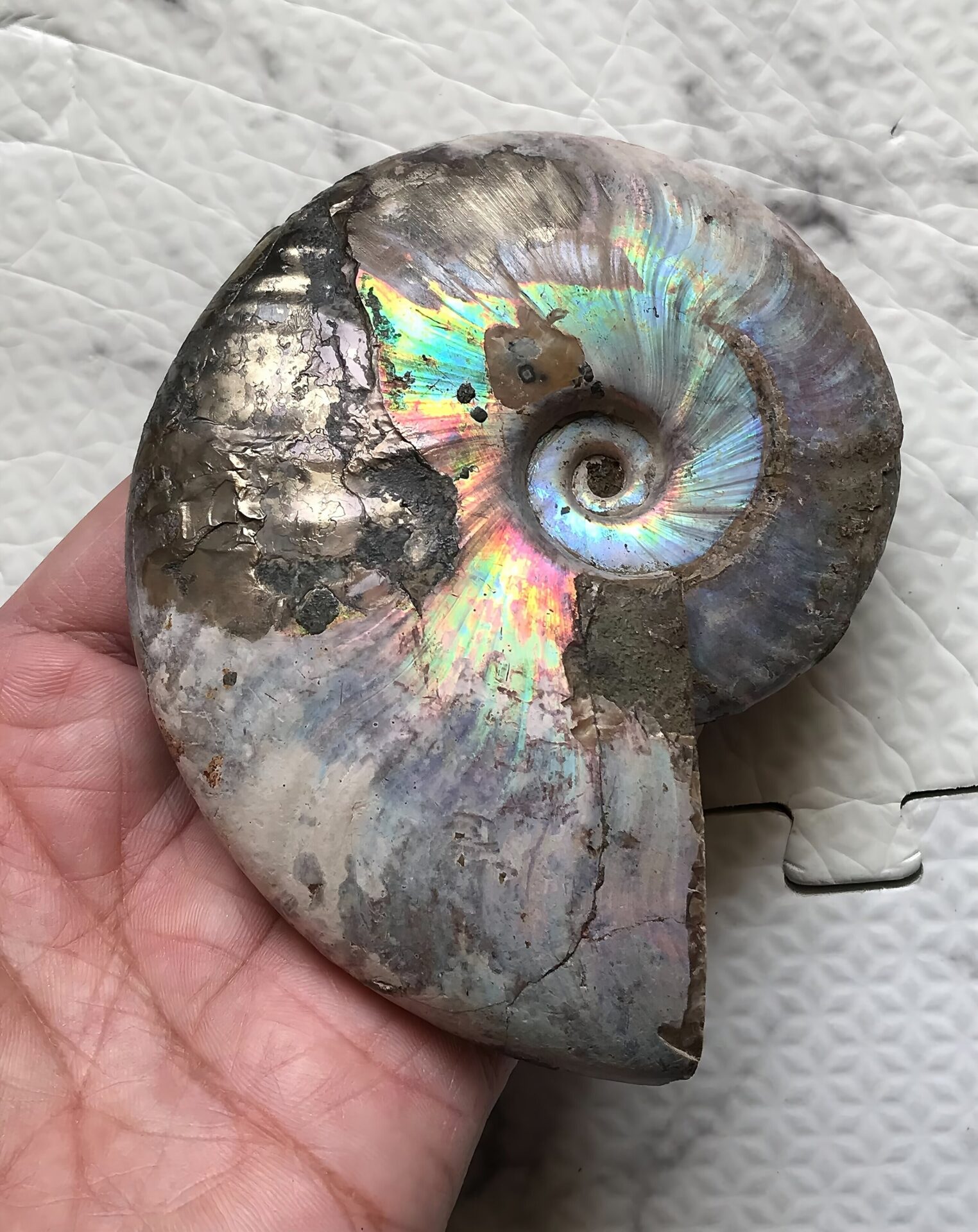 マダガスカル産アンモナイト化石青(クレオニセラス)遊色 黄鉄鉱(パイライト)含有個体 - 画像 (2)