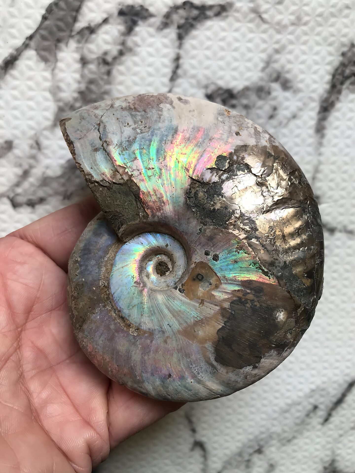 マダガスカル産アンモナイト化石青(クレオニセラス)遊色 黄鉄鉱(パイライト)含有個体 - 画像 (7)