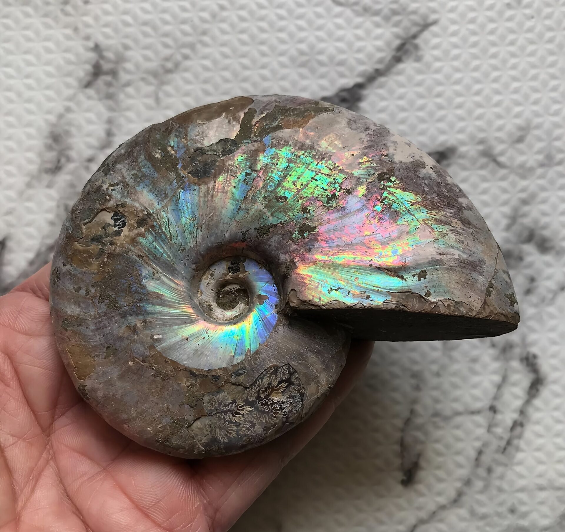 マダガスカル産アンモナイト化石青(クレオニセラス)遊色 黄鉄鉱(パイライト)含有個体 - 画像 (8)