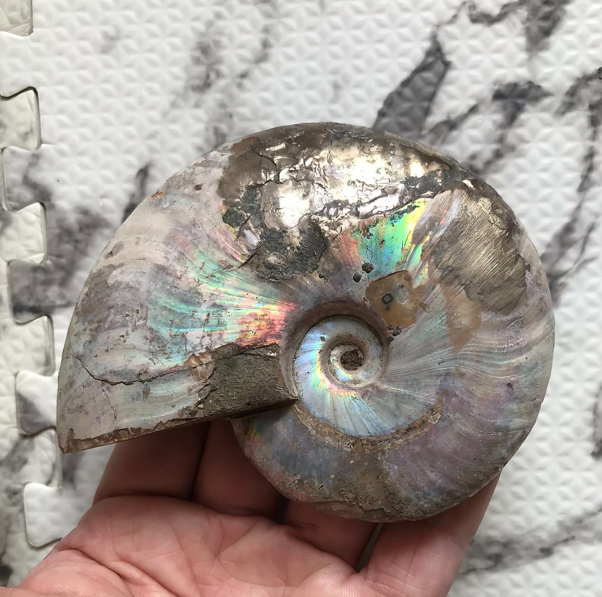 マダガスカル産アンモナイト化石青(クレオニセラス)遊色 黄鉄鉱(パイライト)含有個体 - 画像 (9)