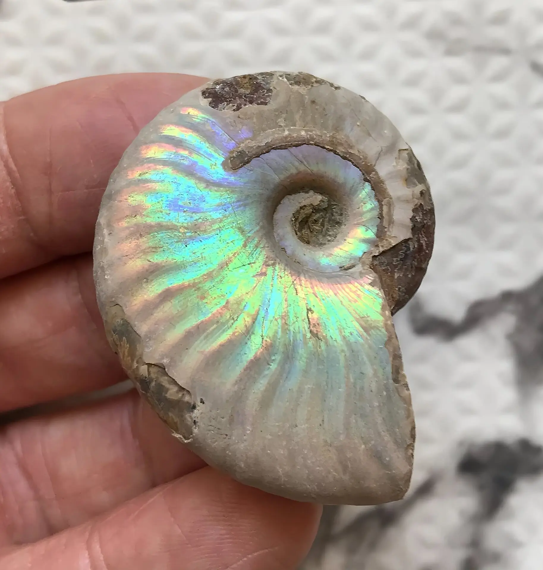 アンモナイト、菊石アンモナイト、 橙アンモナイト、マダガスカルアンモナイト 楽天市場】マダガスカル産 虹色アンモナイト M 1個 白亜紀 化石 形状