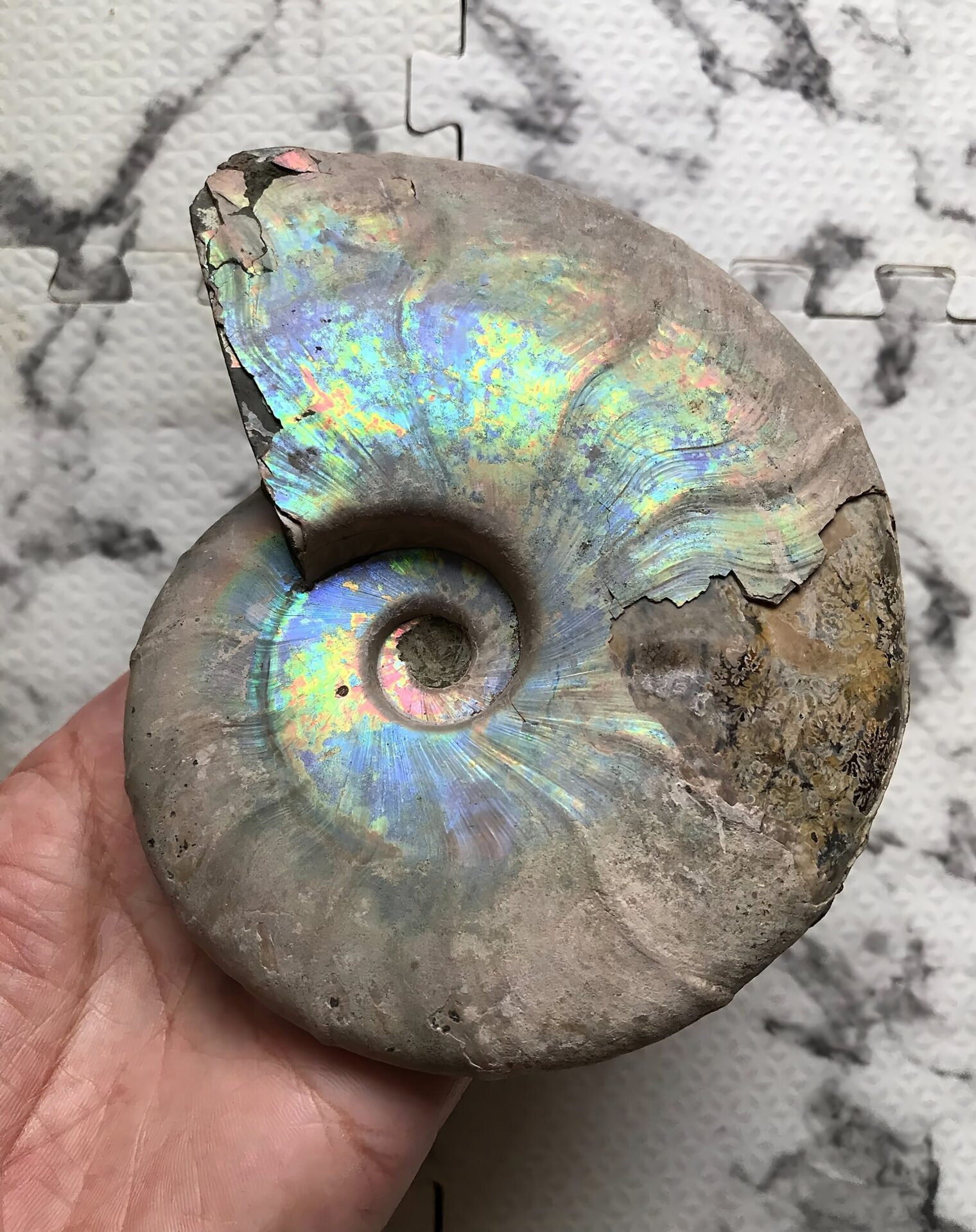 マダガスカル産 遊色虹色アンモナイト青(ビューダンティセラス)青緑ピンク発色 肋浮き出る巨大個体 - 画像 (3)