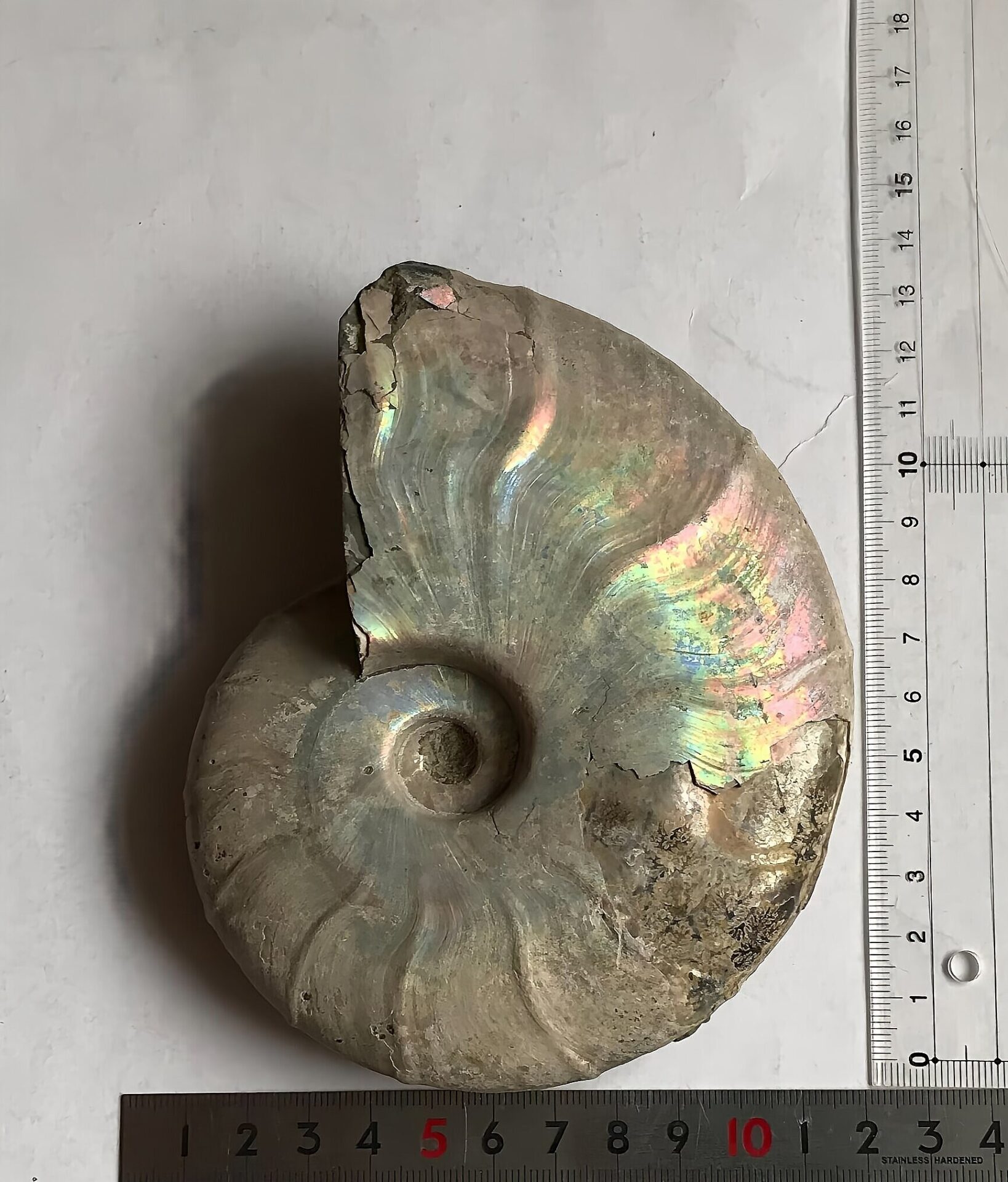 マダガスカル産 遊色虹色アンモナイト青(ビューダンティセラス)青緑ピンク発色 肋浮き出る巨大個体 - 画像 (5)
