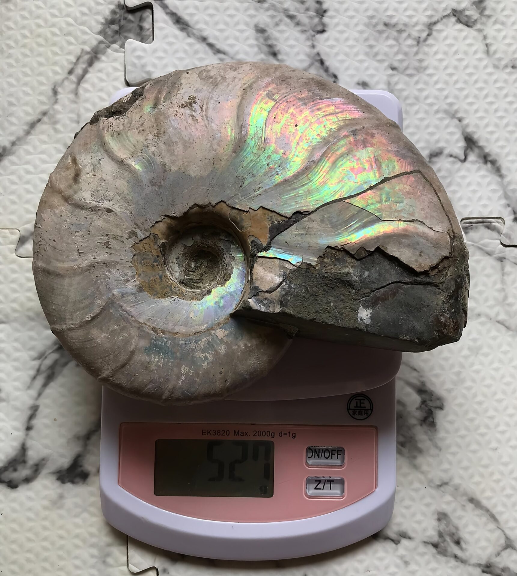 マダガスカル産 遊色虹色アンモナイト青(ビューダンティセラス)青緑ピンク発色 肋浮き出る巨大個体 - 画像 (6)