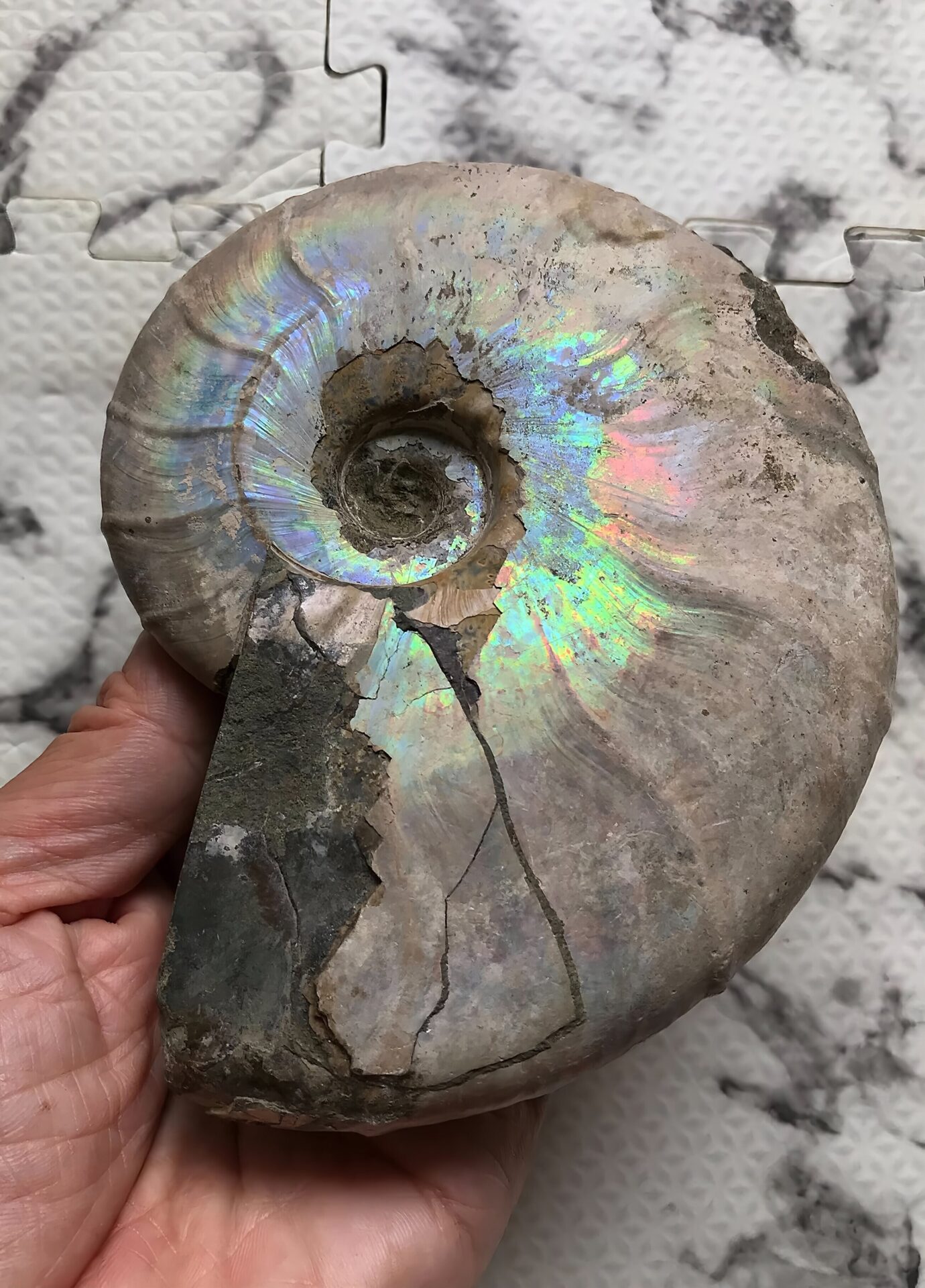 マダガスカル産 遊色虹色アンモナイト青(ビューダンティセラス)青緑ピンク発色 肋浮き出る巨大個体 - 画像 (9)
