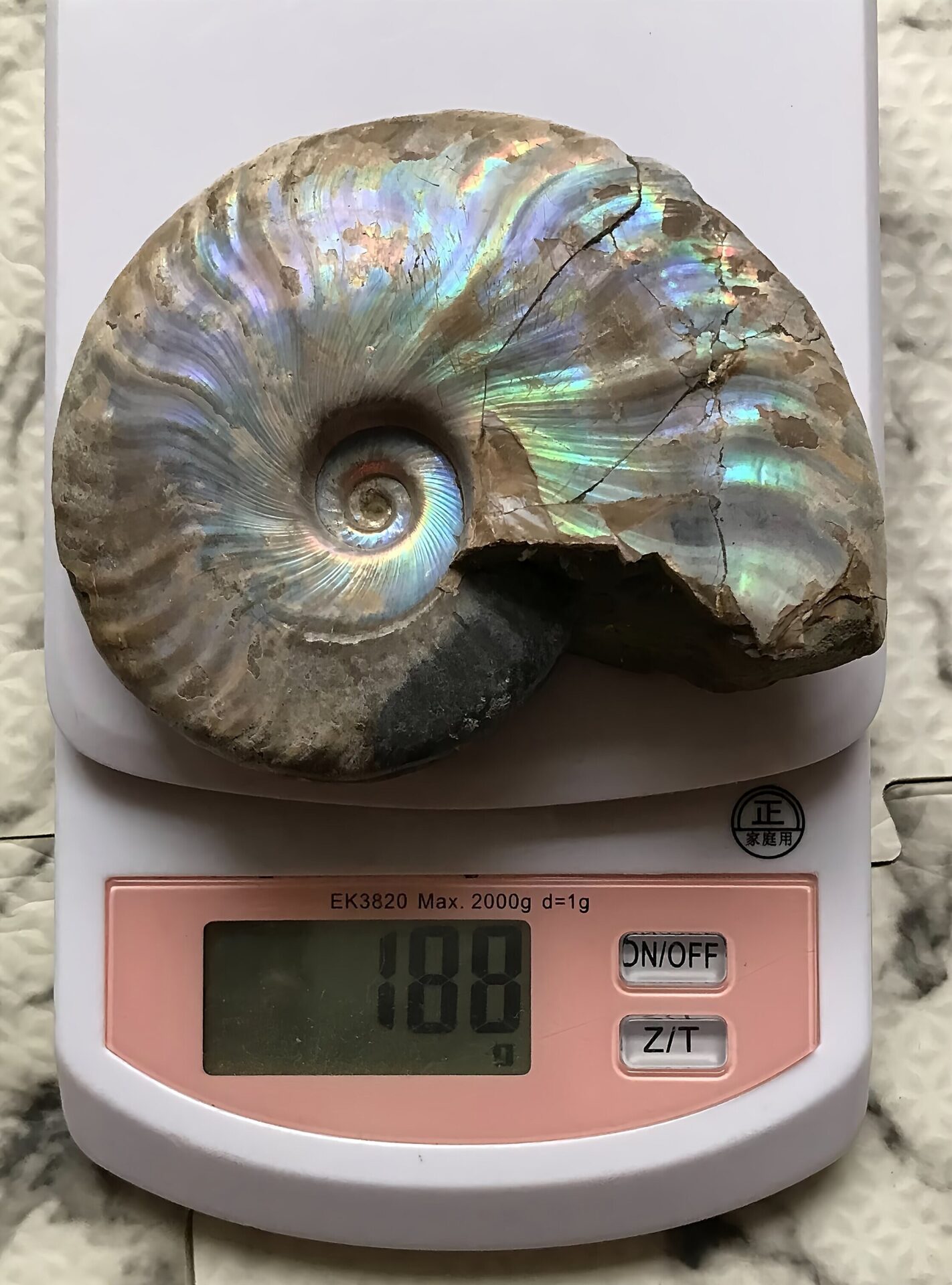 マダガスカル産 遊色虹色アンモナイト青(クレオニセラス)青紫緑発色 紫クリーニング個体 - 画像 (3)
