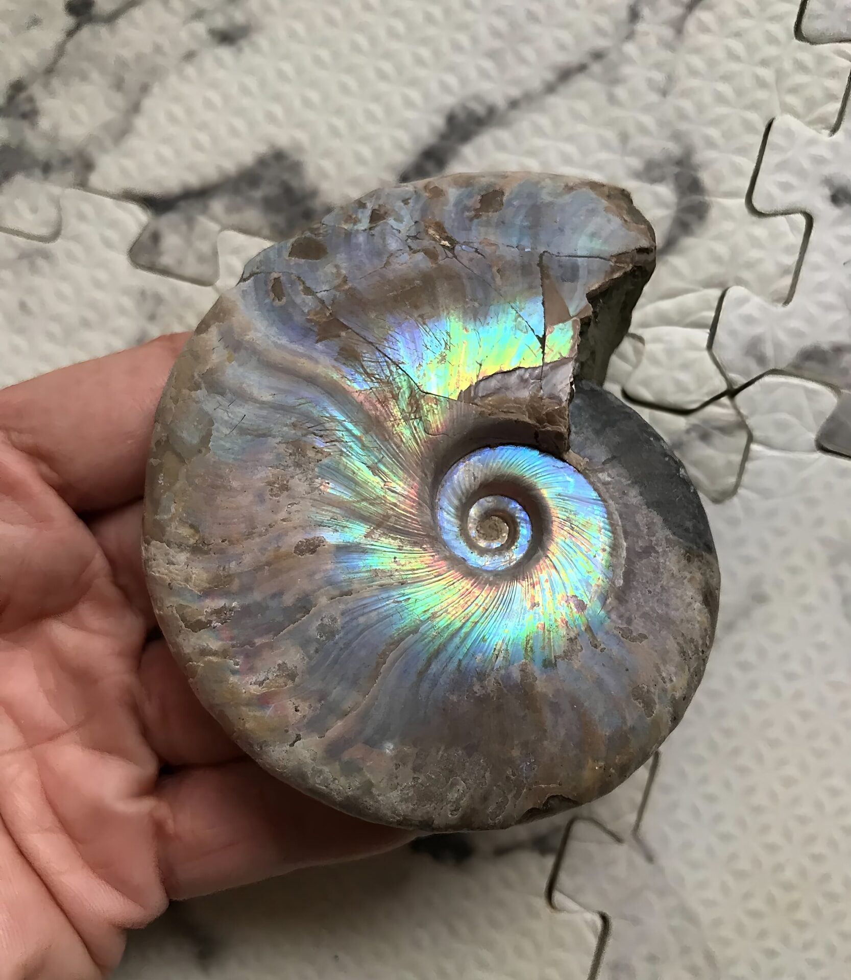 マダガスカル産 遊色虹色アンモナイト青(クレオニセラス)青紫緑発色 紫クリーニング個体 - 画像 (4)