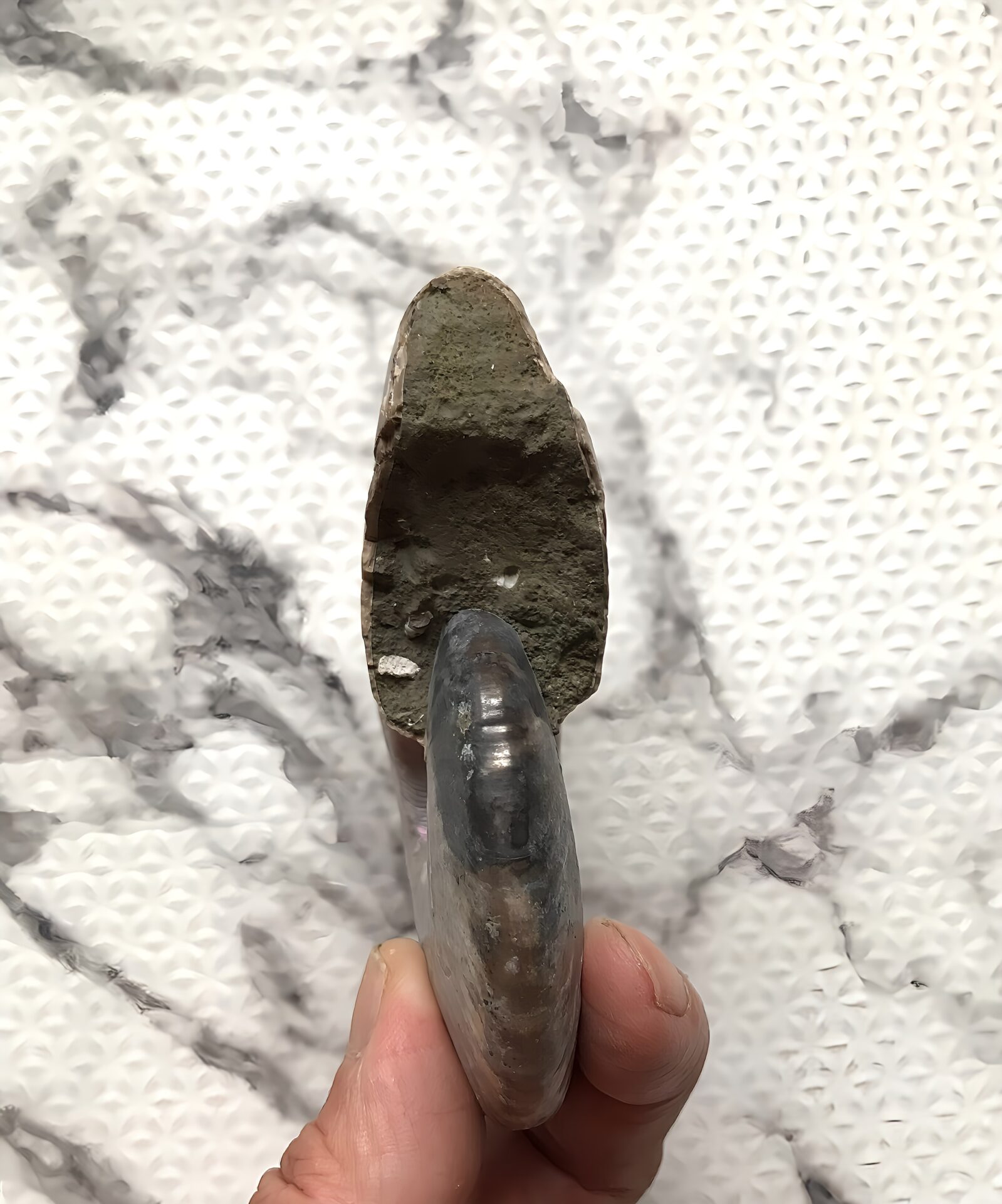 マダガスカル産 遊色虹色アンモナイト青(クレオニセラス)青紫緑発色 紫クリーニング個体 - 画像 (13)