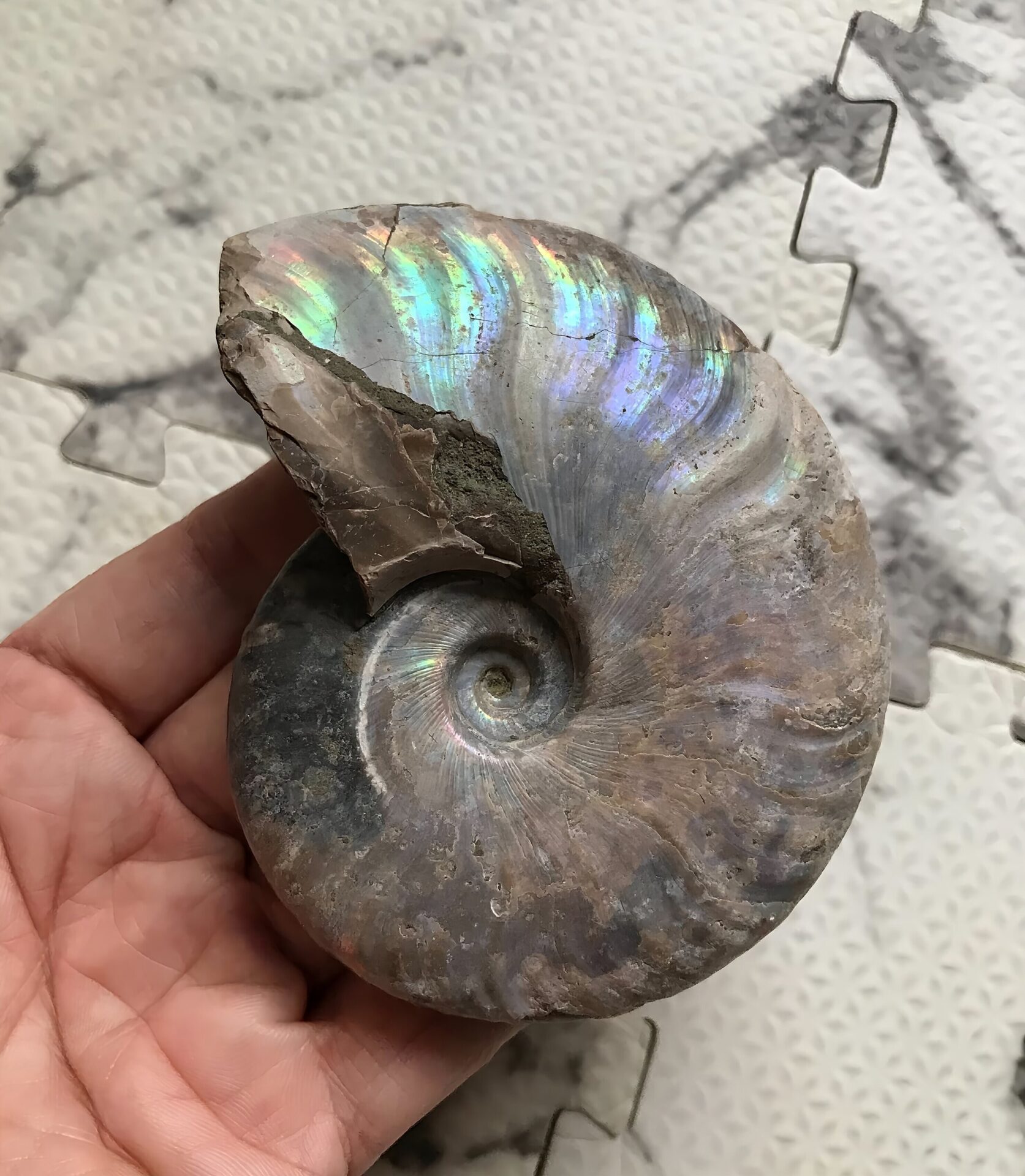 マダガスカル産 遊色虹色アンモナイト青(クレオニセラス)青紫緑発色 紫クリーニング個体 - 画像 (6)