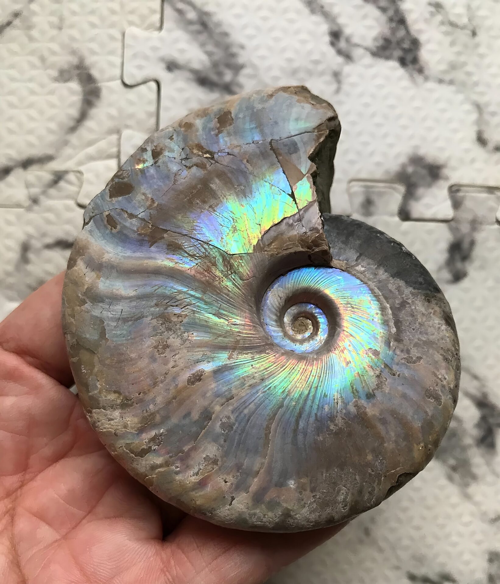 マダガスカル産 遊色虹色アンモナイト青(クレオニセラス)青紫緑発色 紫クリーニング個体 - 画像 (10)