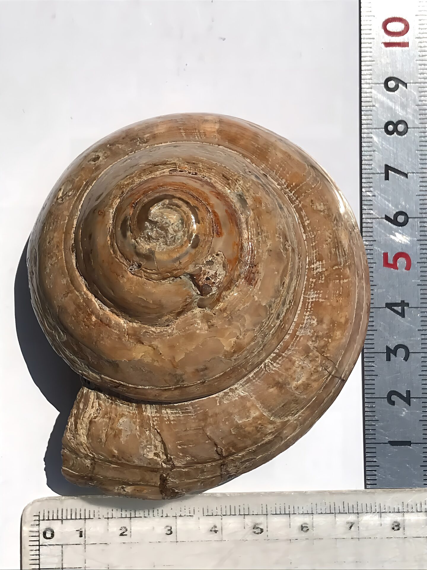マダガスカル産 巻貝の化石 巨大 - 画像 (10)