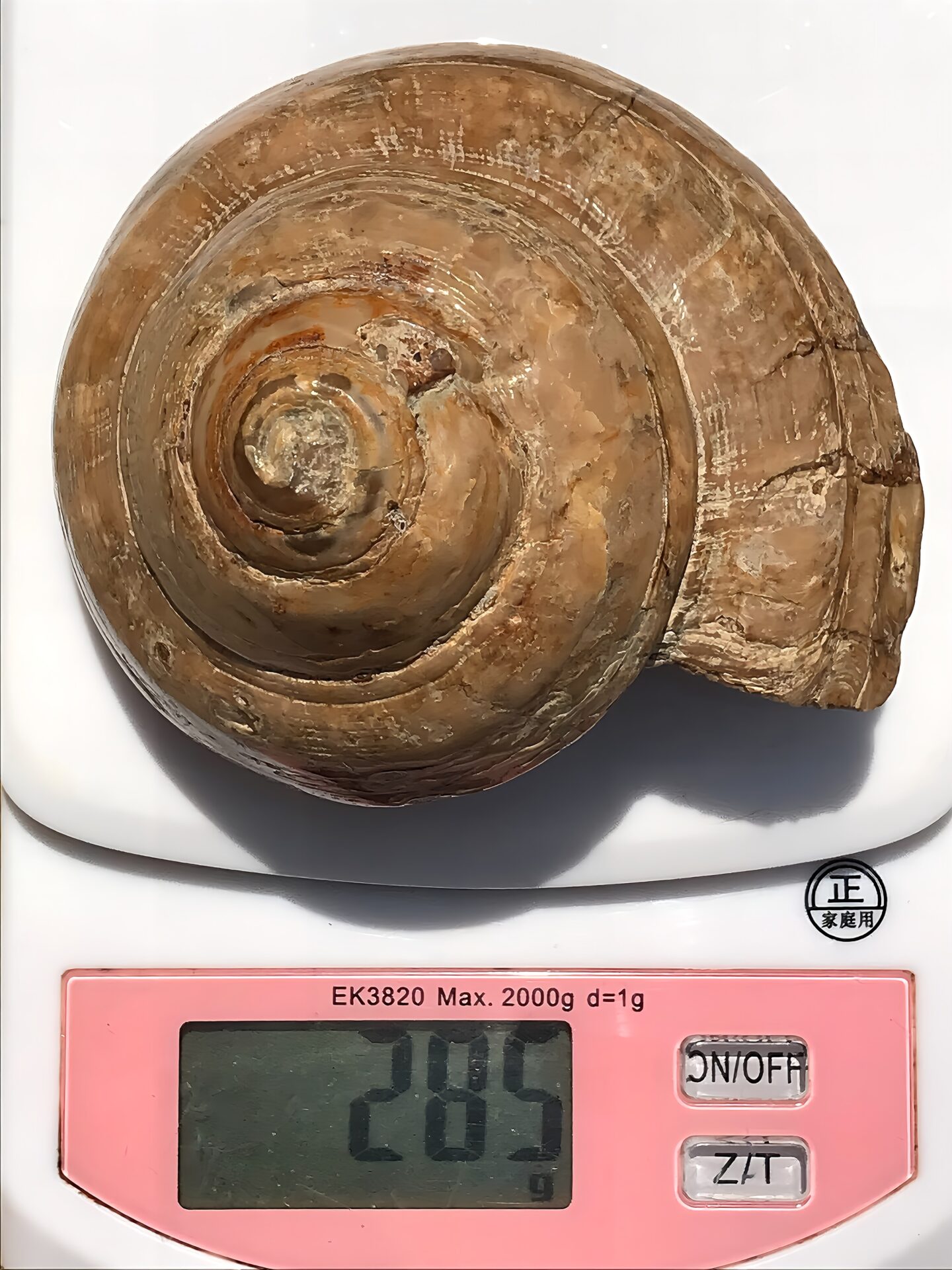 マダガスカル産 巻貝の化石 巨大 - 画像 (11)