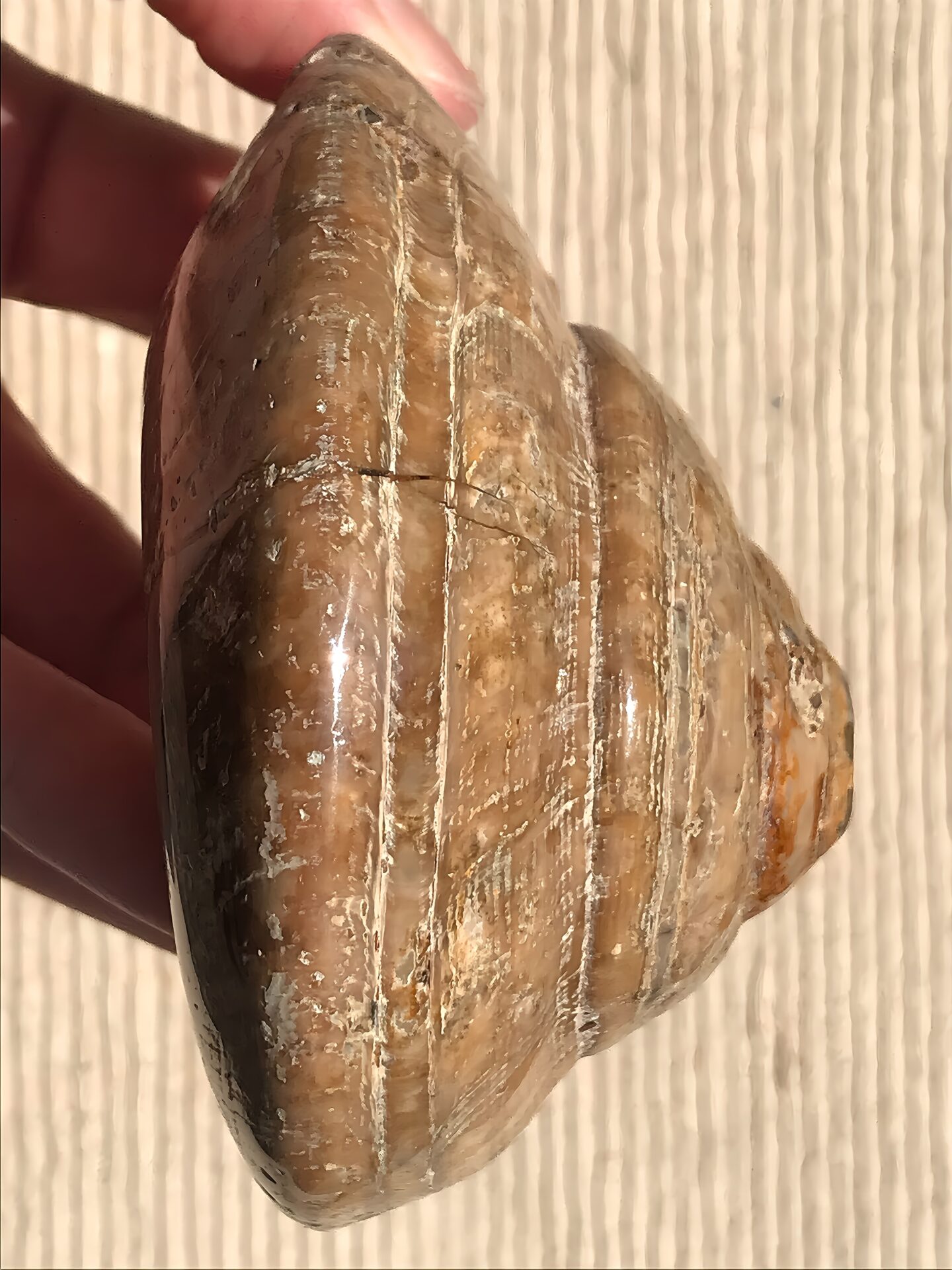 マダガスカル産 巻貝の化石 巨大 - 画像 (7)