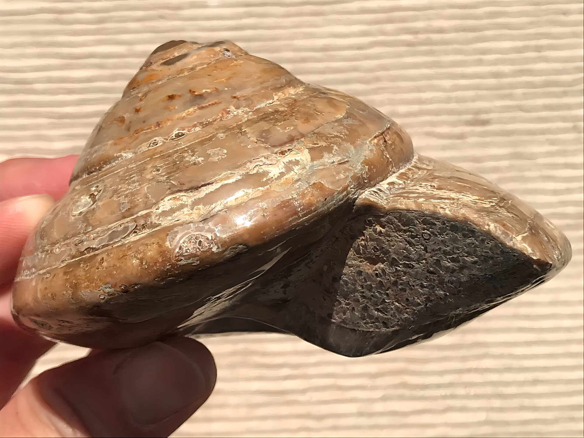 マダガスカル産 巻貝の化石 巨大 - 画像 (8)