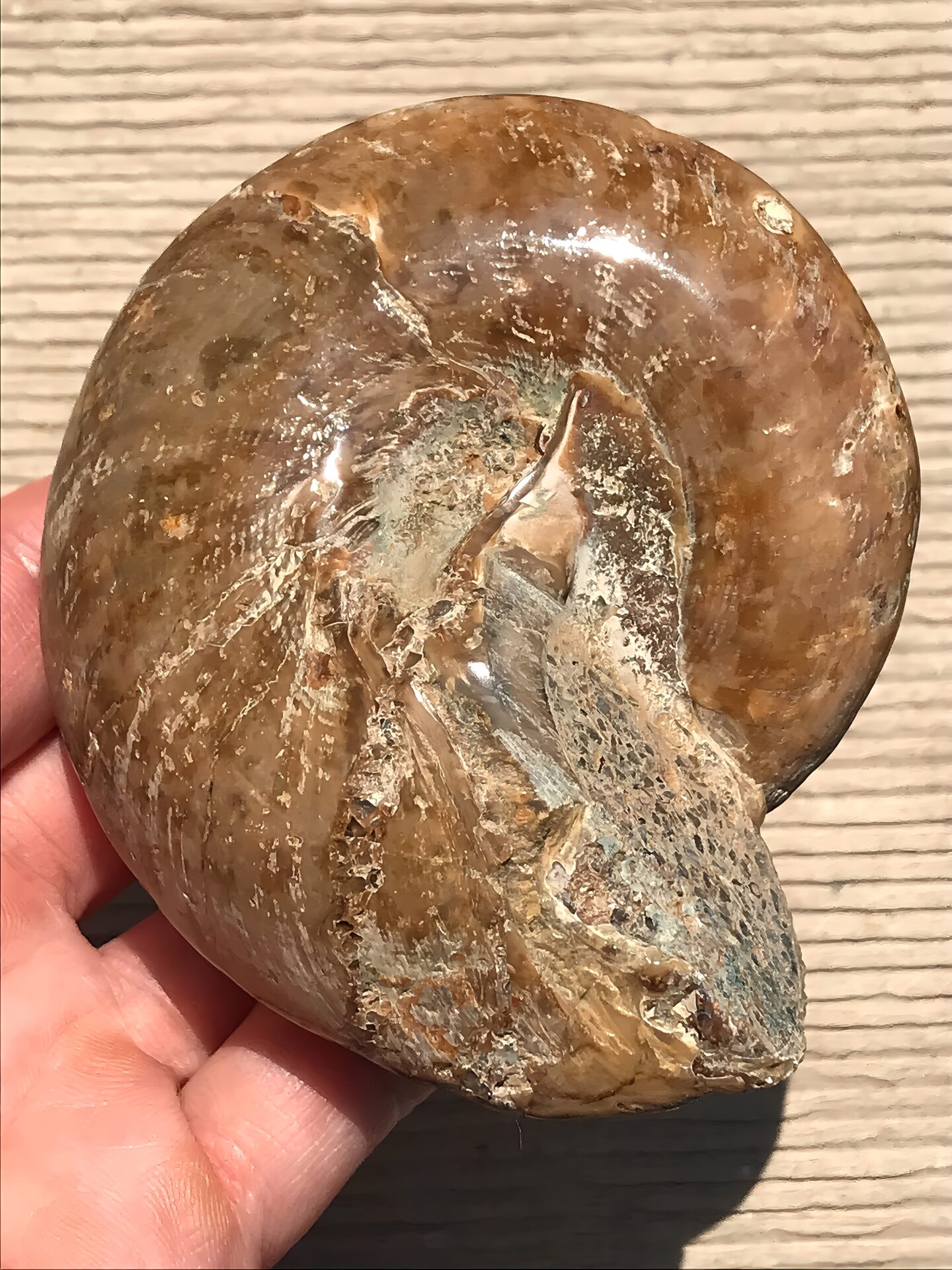 マダガスカル産 巻貝の化石 巨大 - 画像 (9)