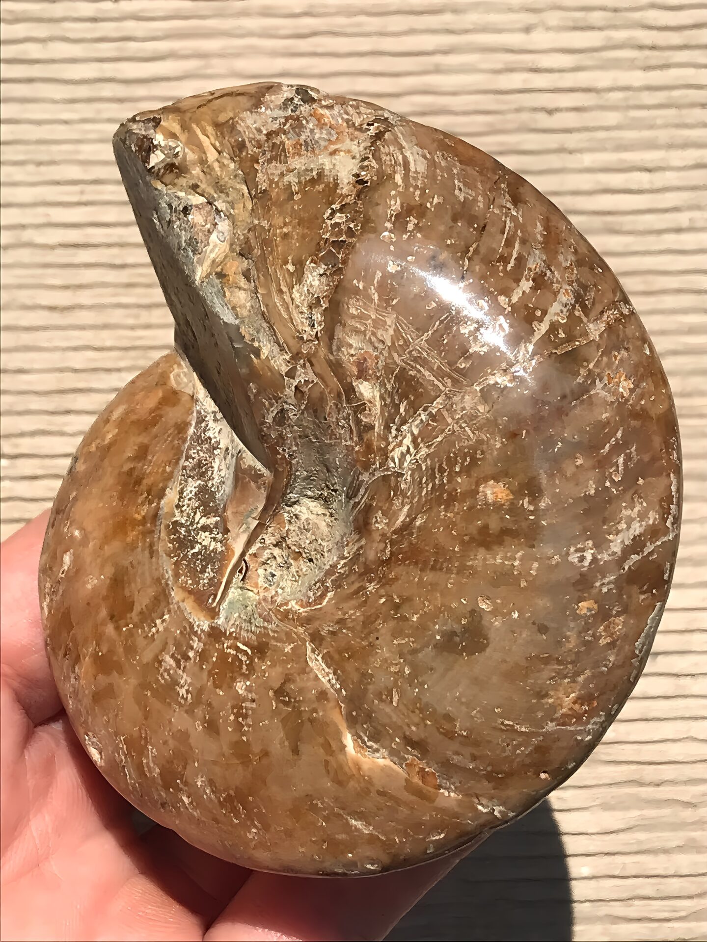マダガスカル産 巻貝の化石 巨大 - 画像 (3)