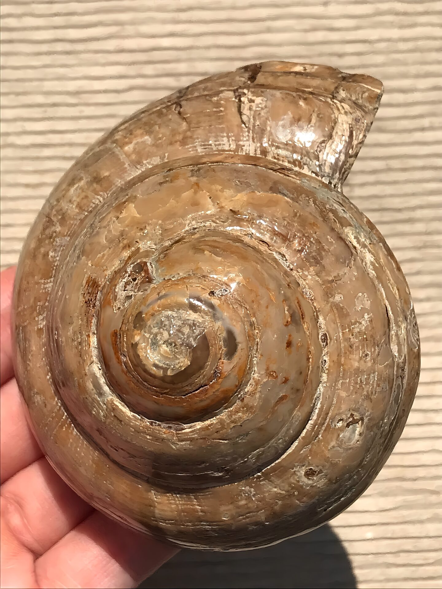 マダガスカル産 巻貝の化石 巨大 - 画像 (4)