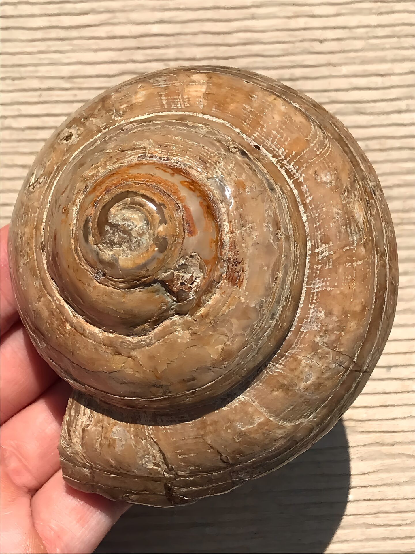 マダガスカル産 巻貝の化石 巨大 - 画像 (5)