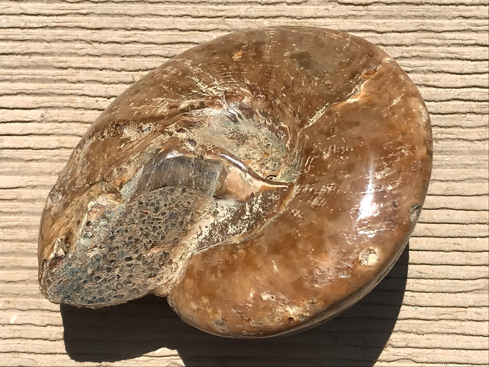 マダガスカル産 巻貝の化石 巨大 - 画像 (6)