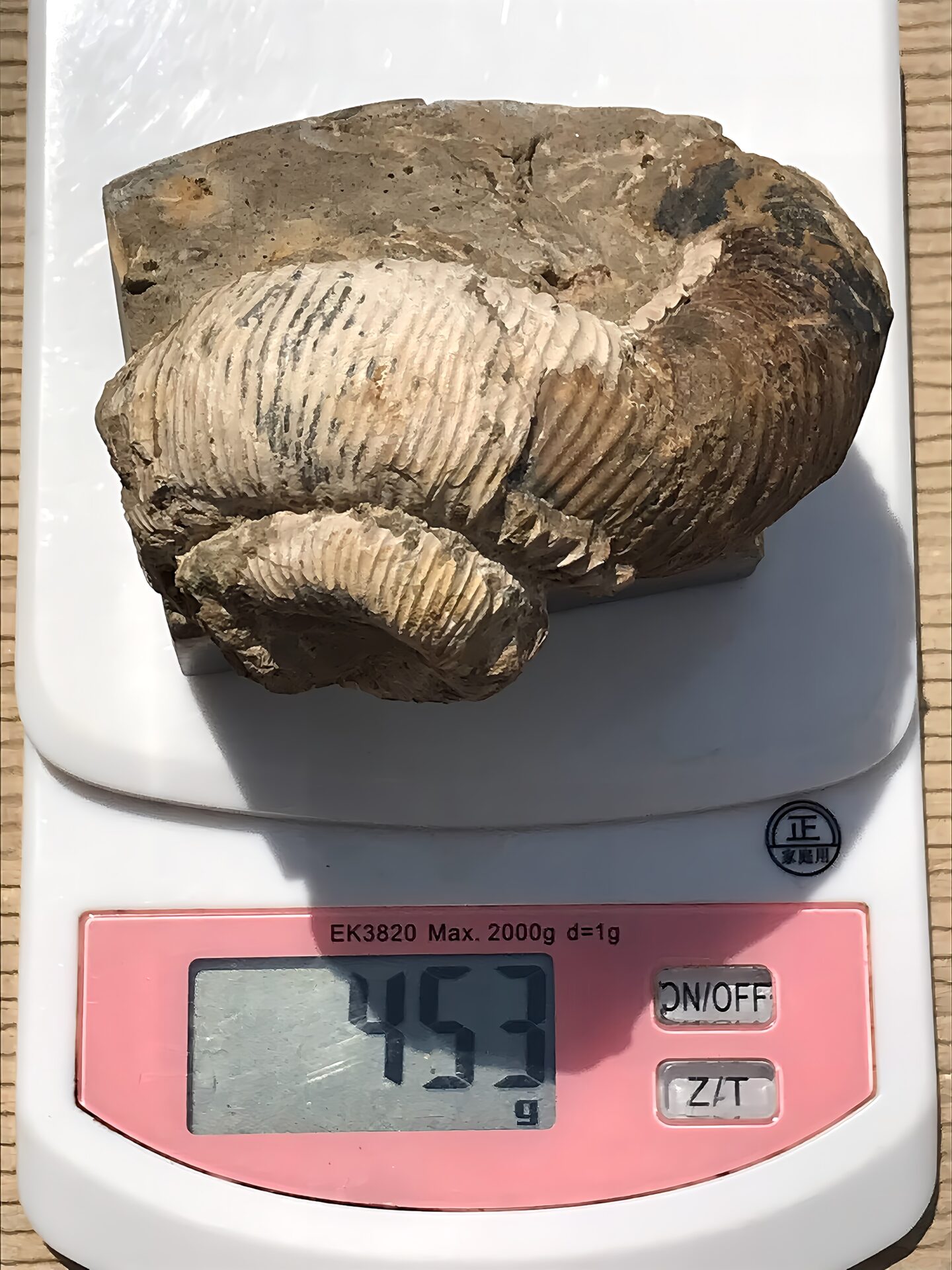 マダガスカル産 アンモナイト化石(ノストセラス白) 稀少 母岩台座つき - 画像 (11)