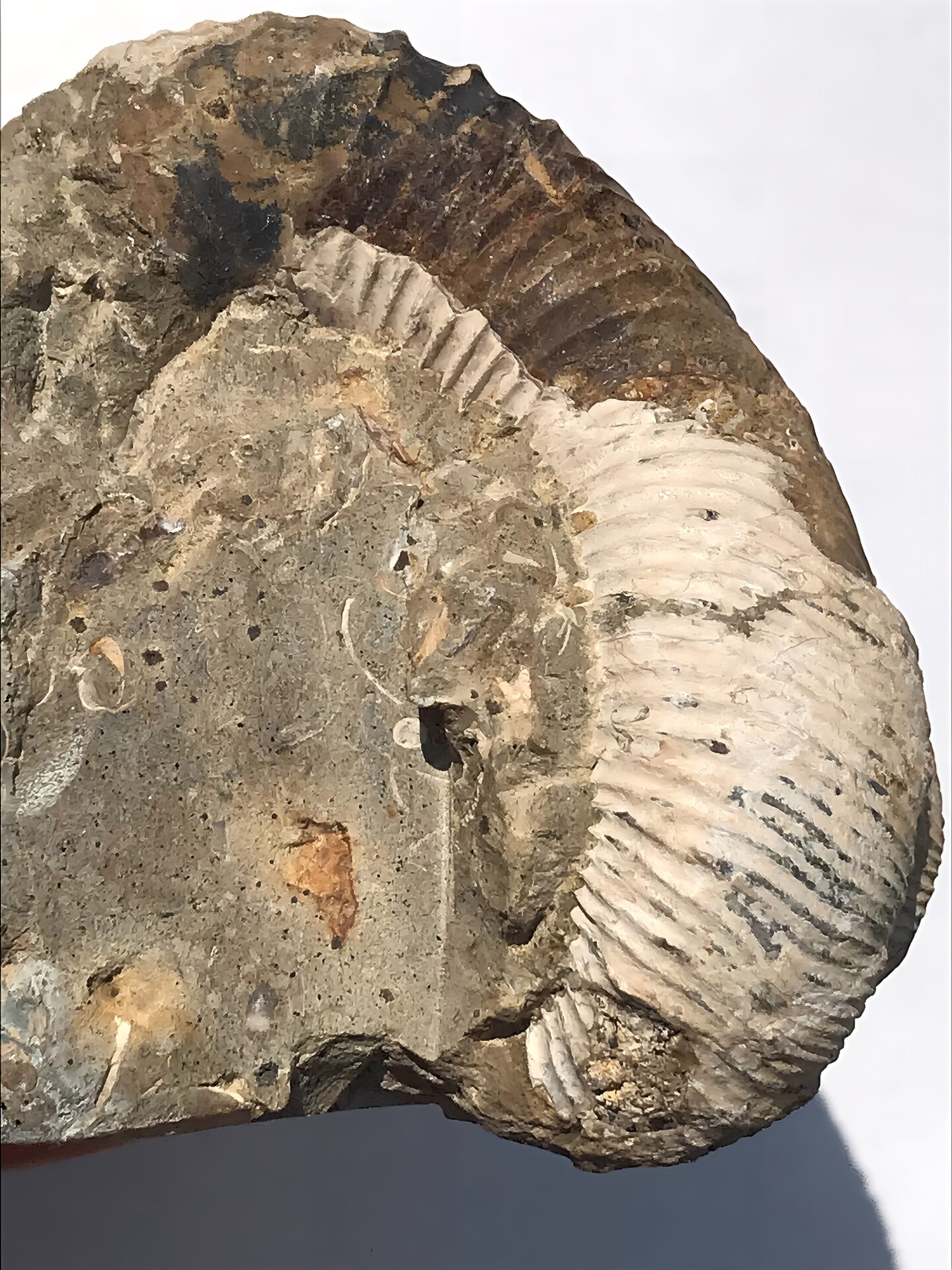 マダガスカル産 アンモナイト化石(ノストセラス白) 稀少 母岩台座つき - 画像 (8)