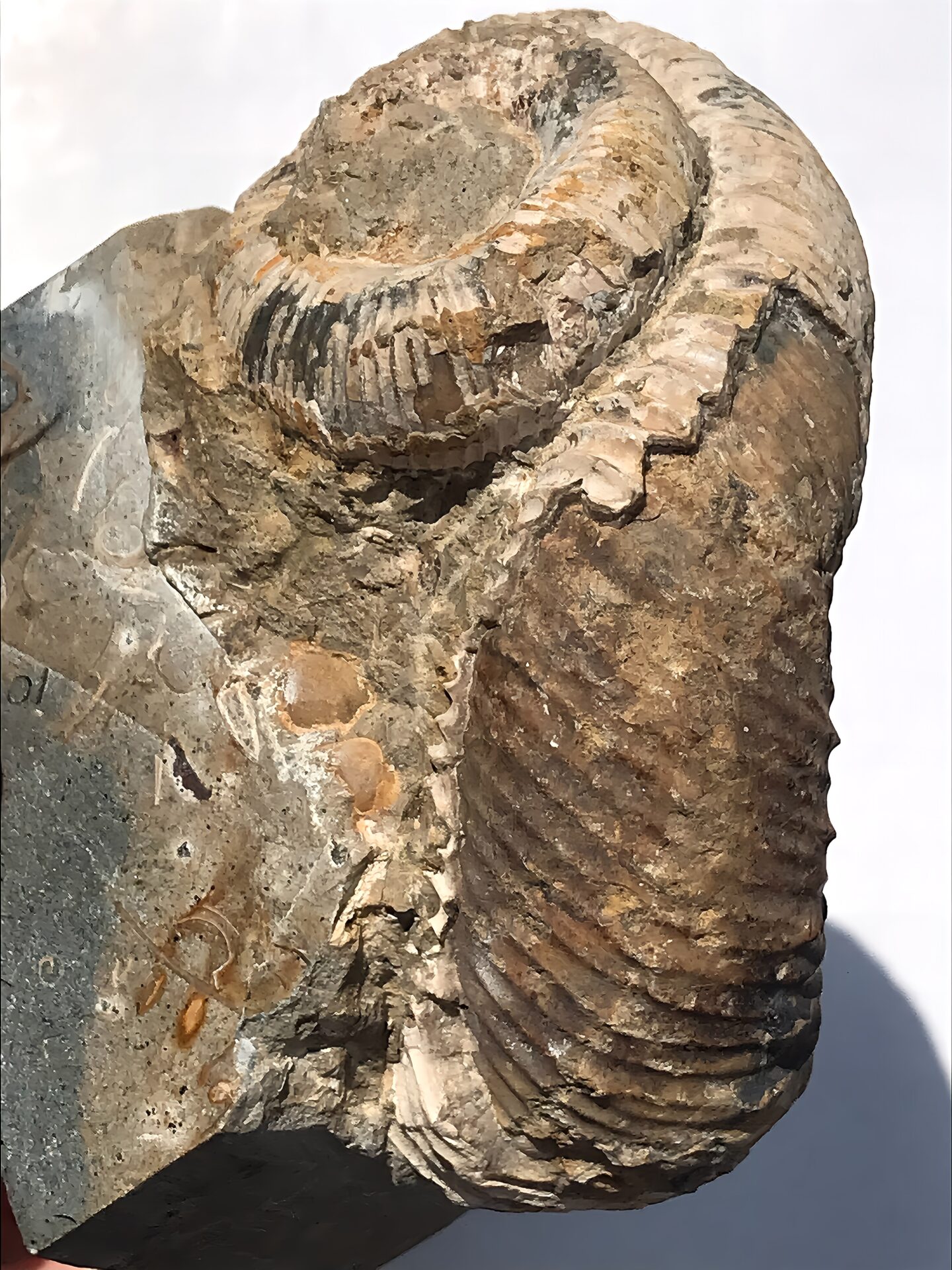 マダガスカル産 アンモナイト化石(ノストセラス白) 稀少 母岩台座つき - 画像 (9)