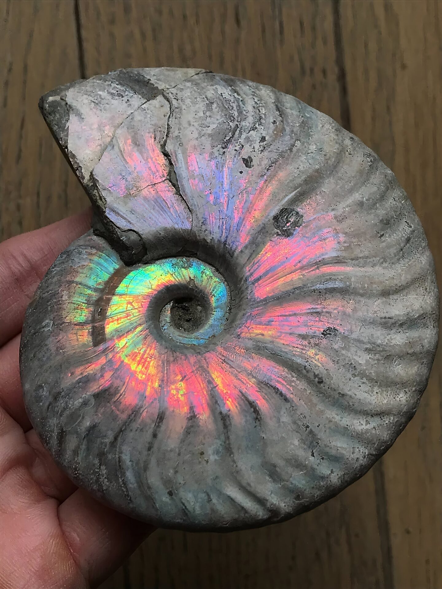 マダガスカル産 遊色虹色アンモナイトピンク(マダガスカリエンス)ピンク紫黄発色 中サイズ