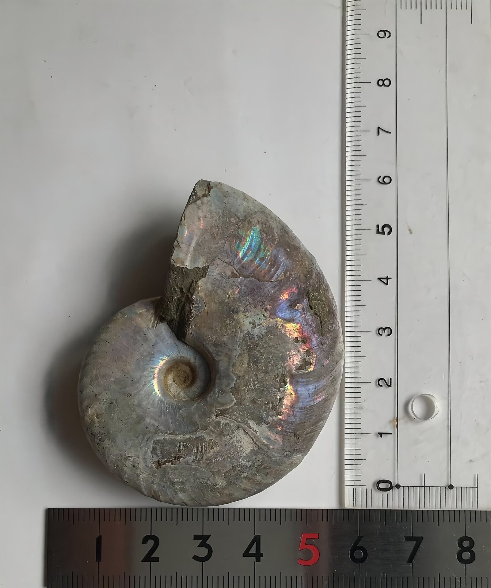 マダガスカル産 遊色虹色アンモナイト青(クレオニセラス)青緑発色 クリーニング個体 中サイズ - 画像 (5)