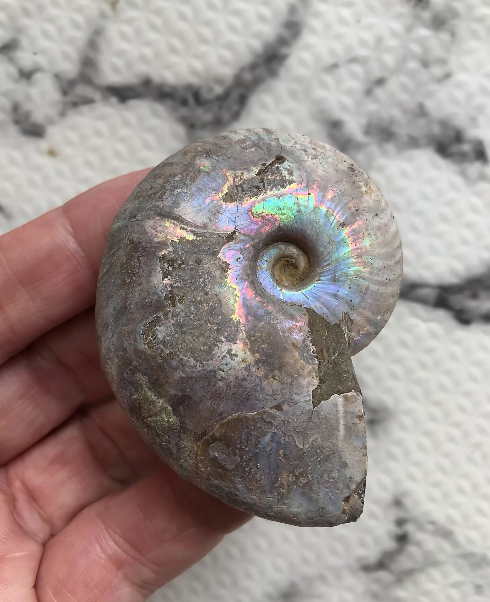 マダガスカル産 遊色虹色アンモナイト青(クレオニセラス)青緑発色 クリーニング個体 中サイズ - 画像 (9)