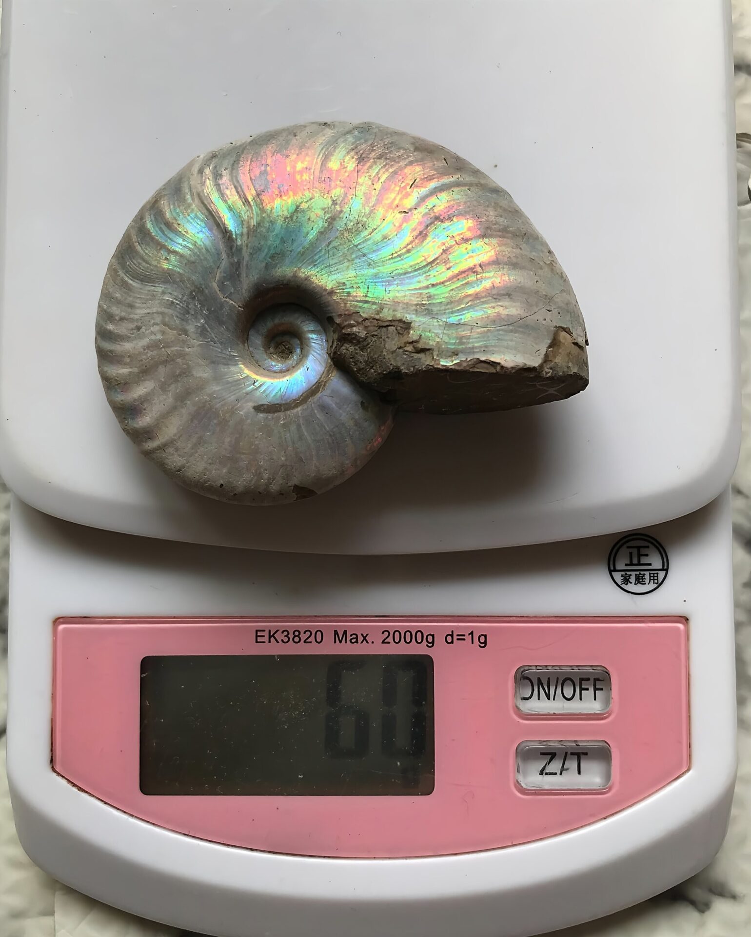 マダガスカル産 遊色虹色アンモナイト青(クレオニセラス)青緑発色 クリーニング個体 中サイズ - 画像 (6)