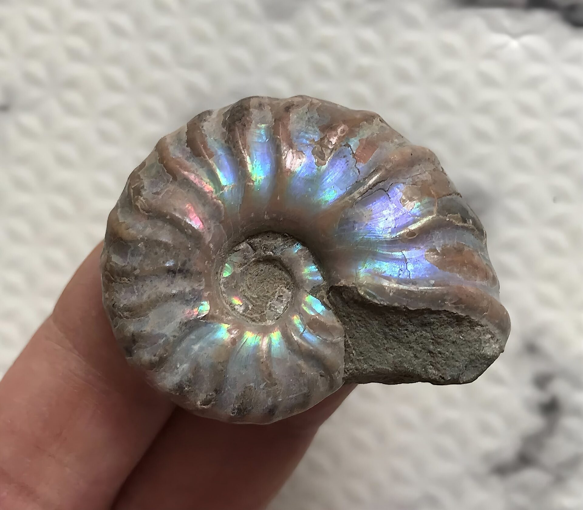 マダガスカル産 遊色虹色アンモナイト紫(マダガスカリエンス)青紫黄発色 小サイズ 少しパイライト