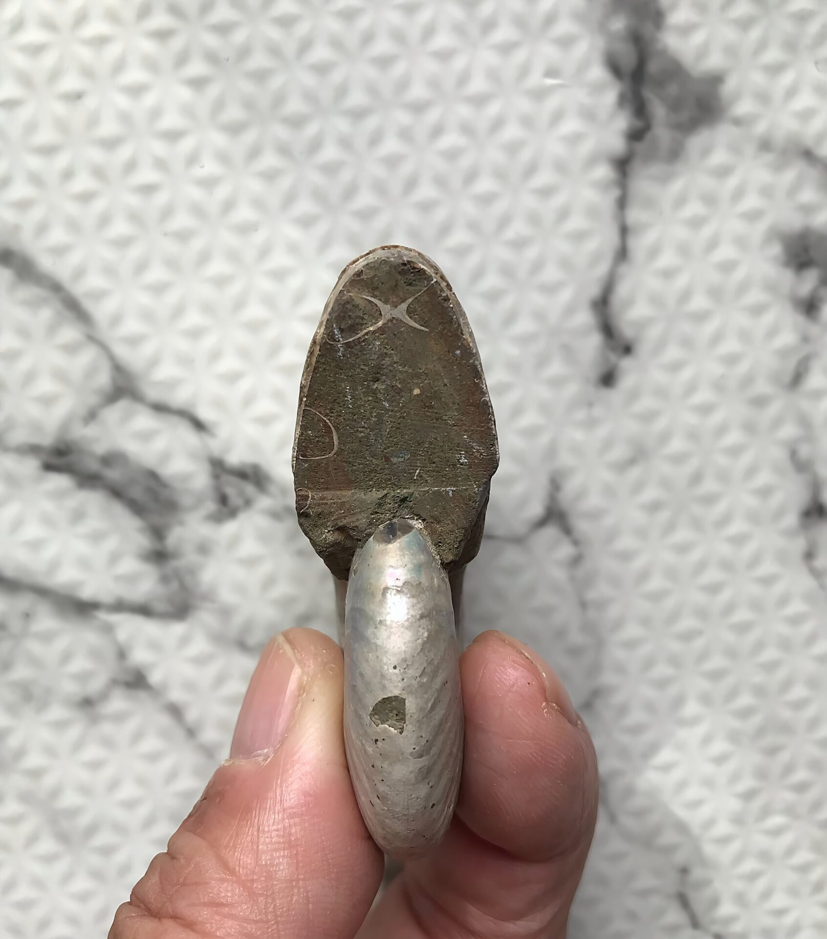 マダガスカル産 遊色虹色アンモナイト青(クレオニセラス)青緑発色 クリーニング個体 中サイズ - 画像 (4)